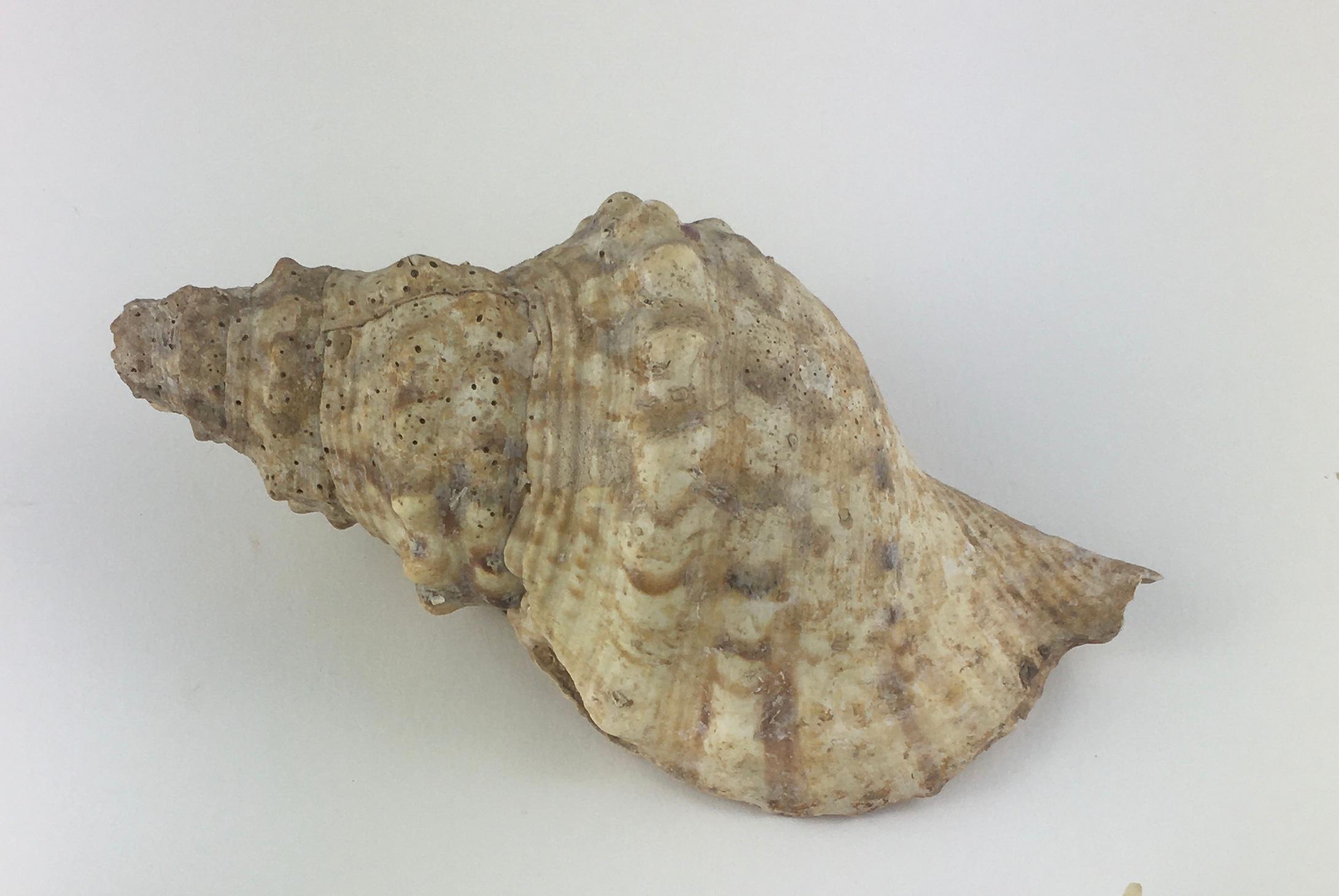 A beautiful natural specimen, Charonia is a genus of very large sea snail, commonly known as Triton's trumpet or Triton snail. They are marine gastropod mollusks in the monotypic family Charoniidae.
This species has a wide distribution, it has been