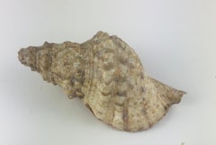 Natural Seashell Trumpet Triton Sea Snail