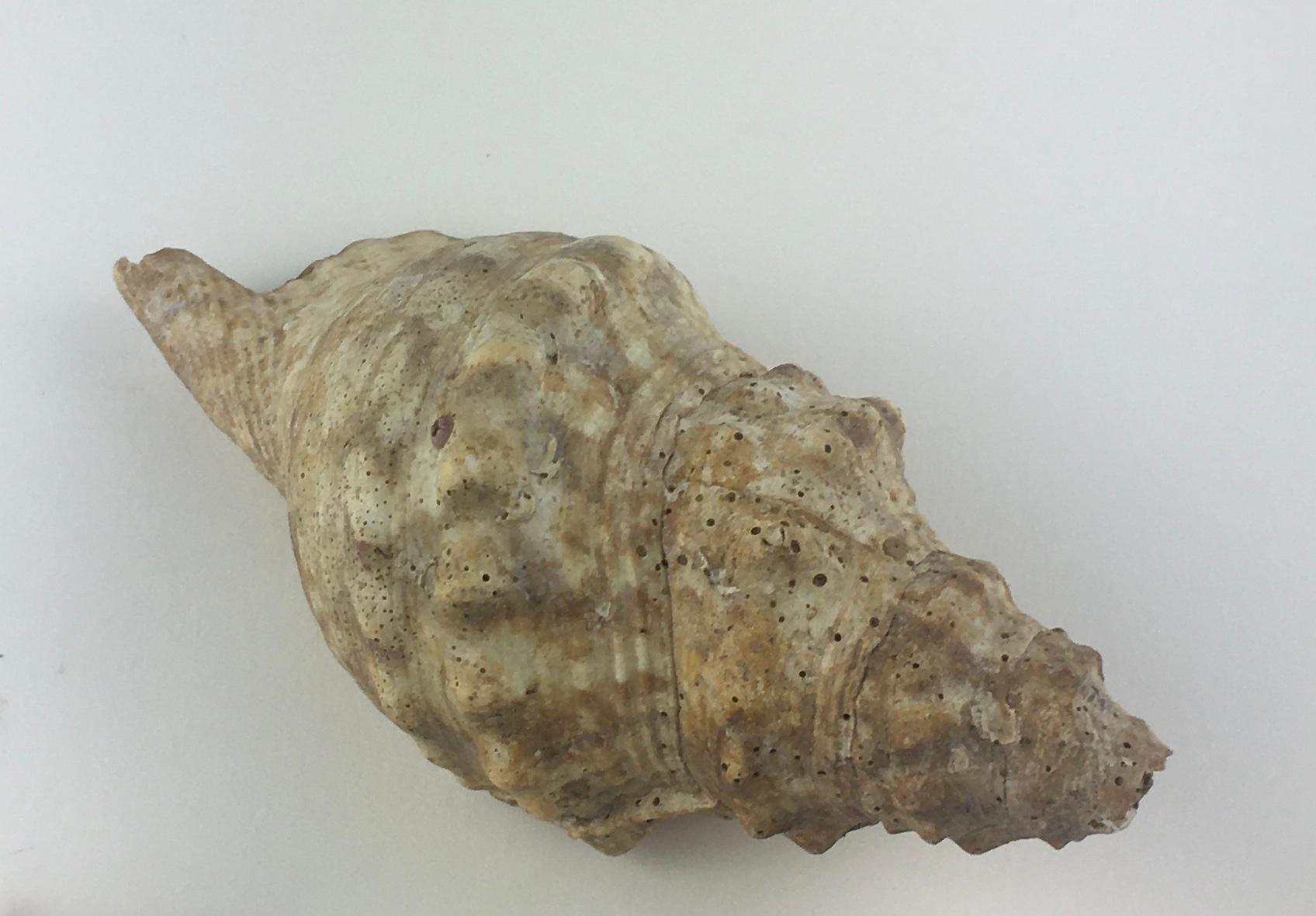 Sconosciuto Conchiglia naturale Tritone lumaca di mare in vendita