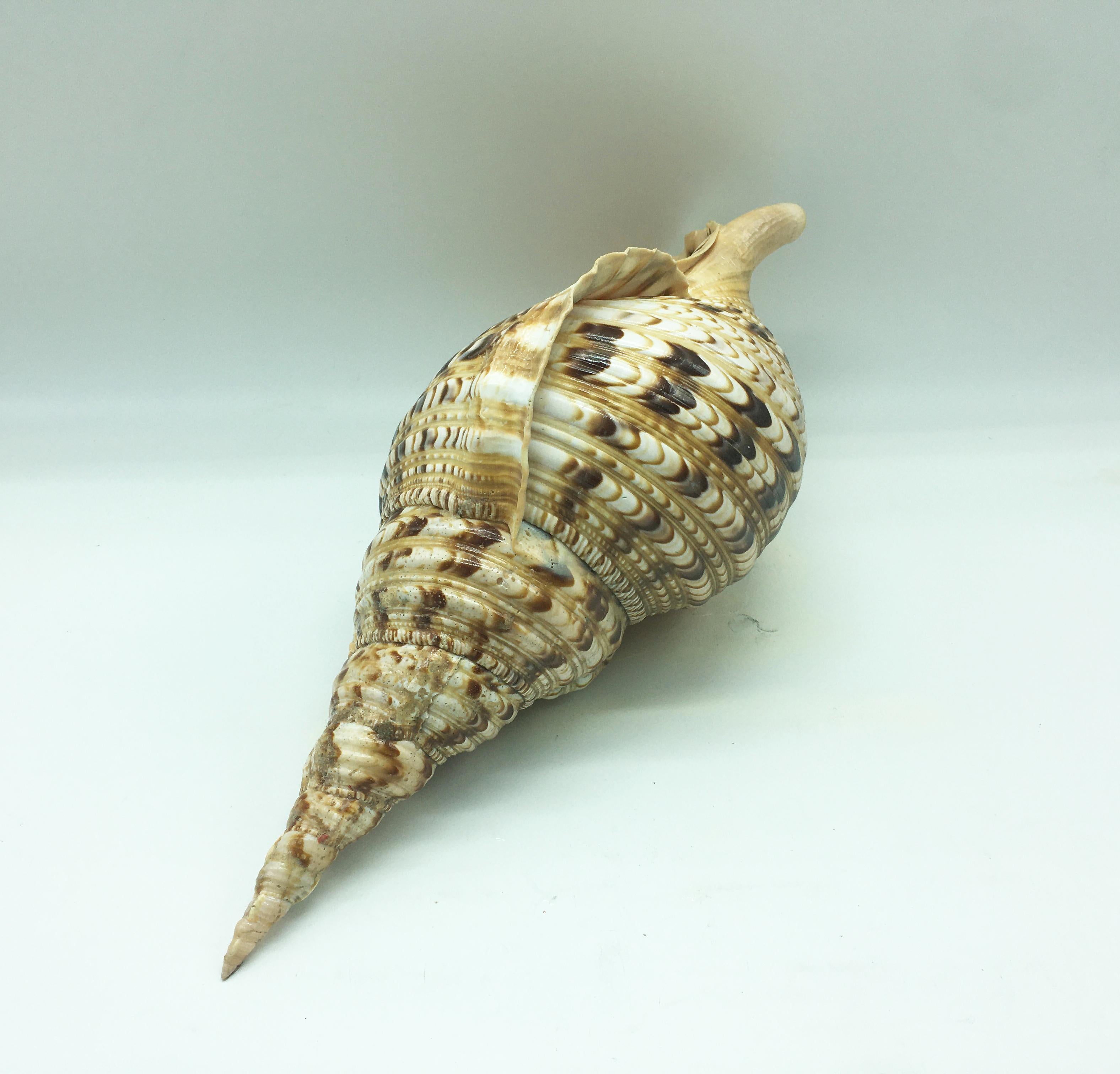 triton trumpet snail