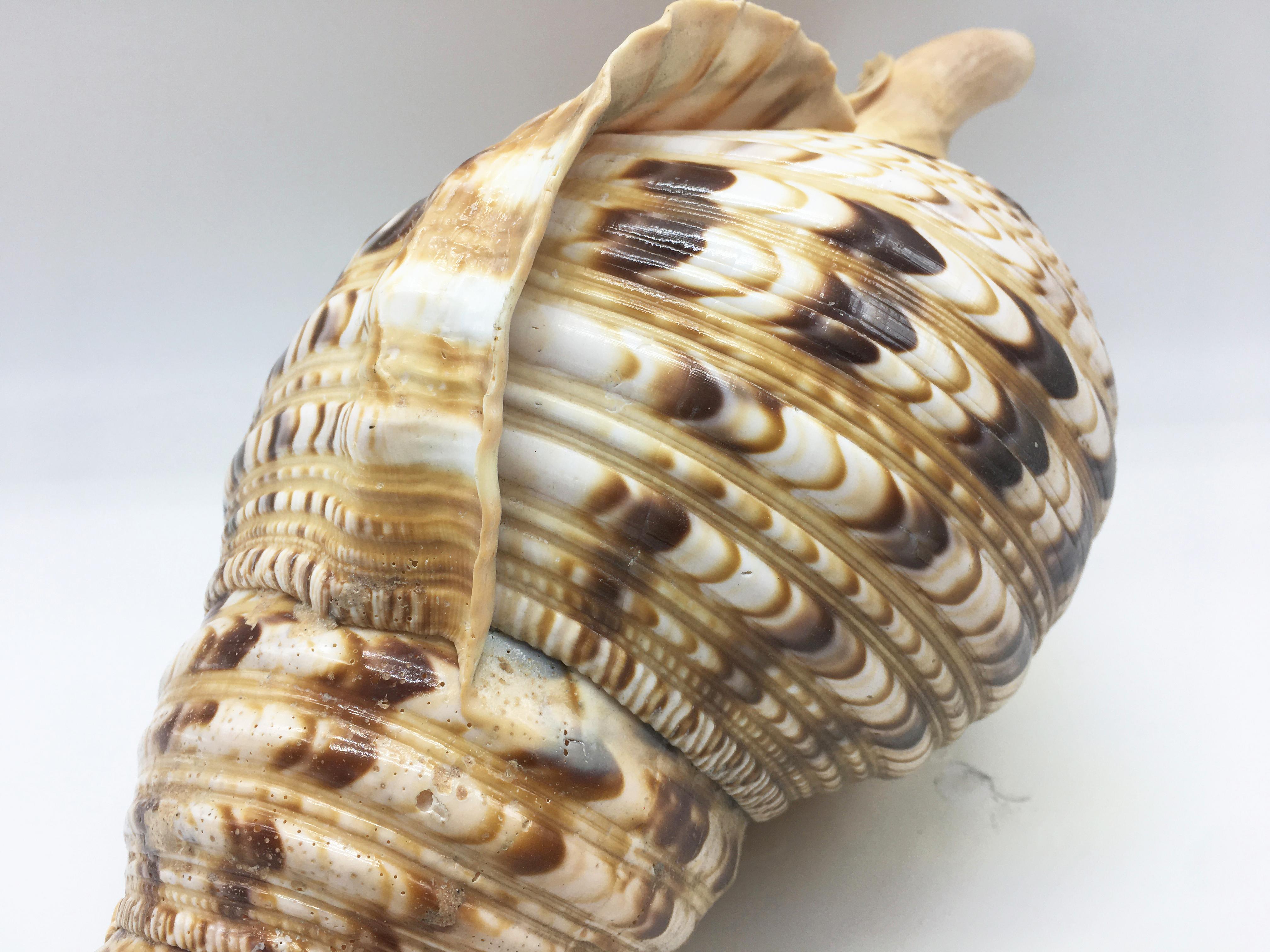 triton trumpet snail