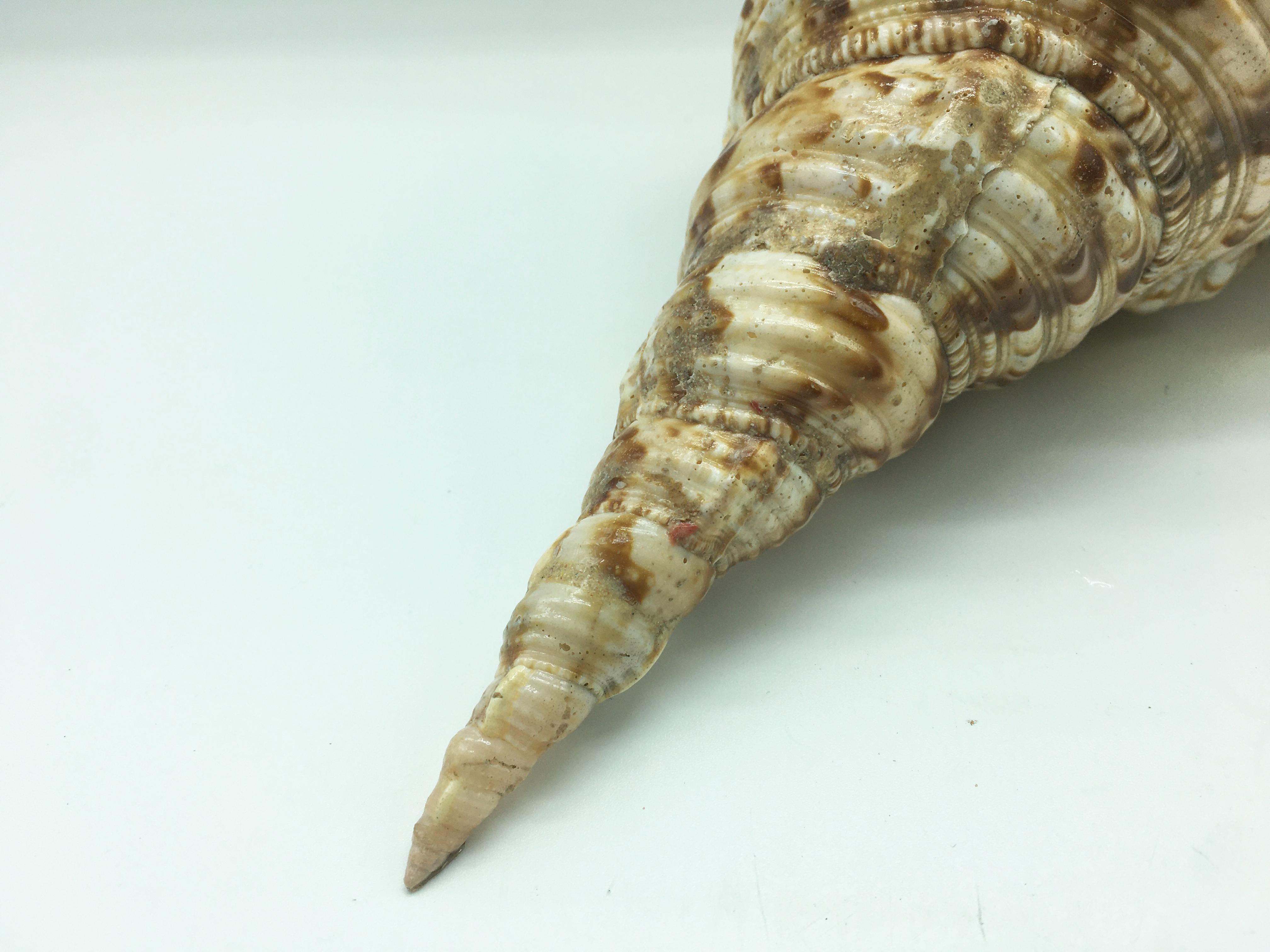 Mid-Century Modern Natural Seashell Trumpet Triton Sea Snail For Sale