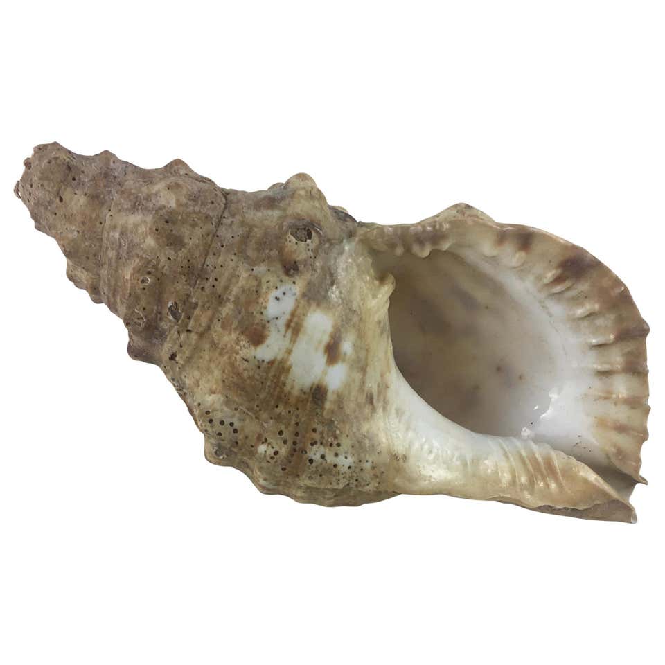 Large Natural Queen Conch Shell at 1stDibs | queen conch shell for sale ...