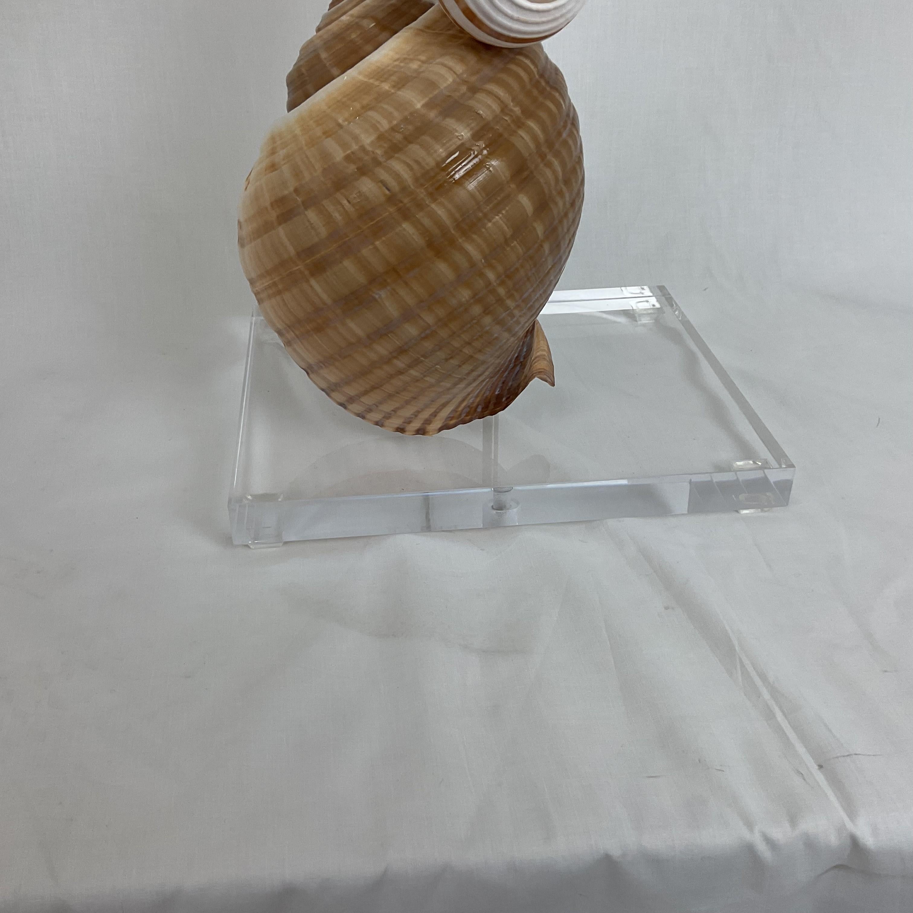 Lámparas de concha natural sobre bases de lucite con pantallas y remates Caparazón en venta