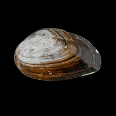 Natural Shell with Silver Mount – Luiz Ferreira