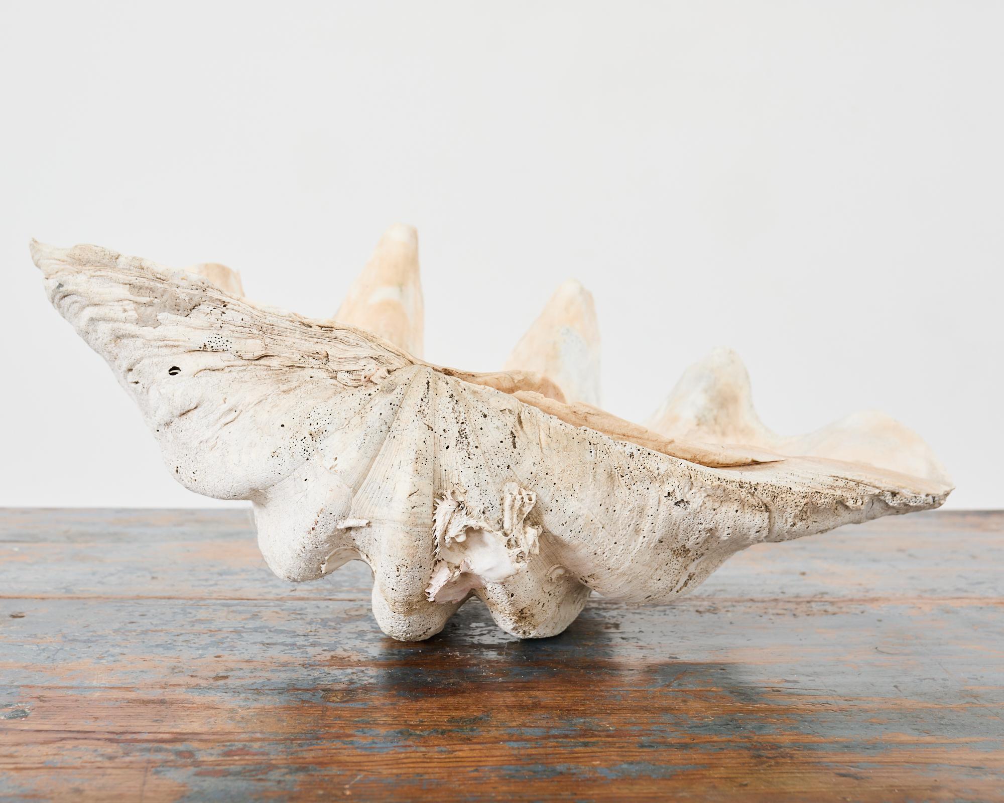 Natural South Pacific Giant Clam Shell Specimen 4