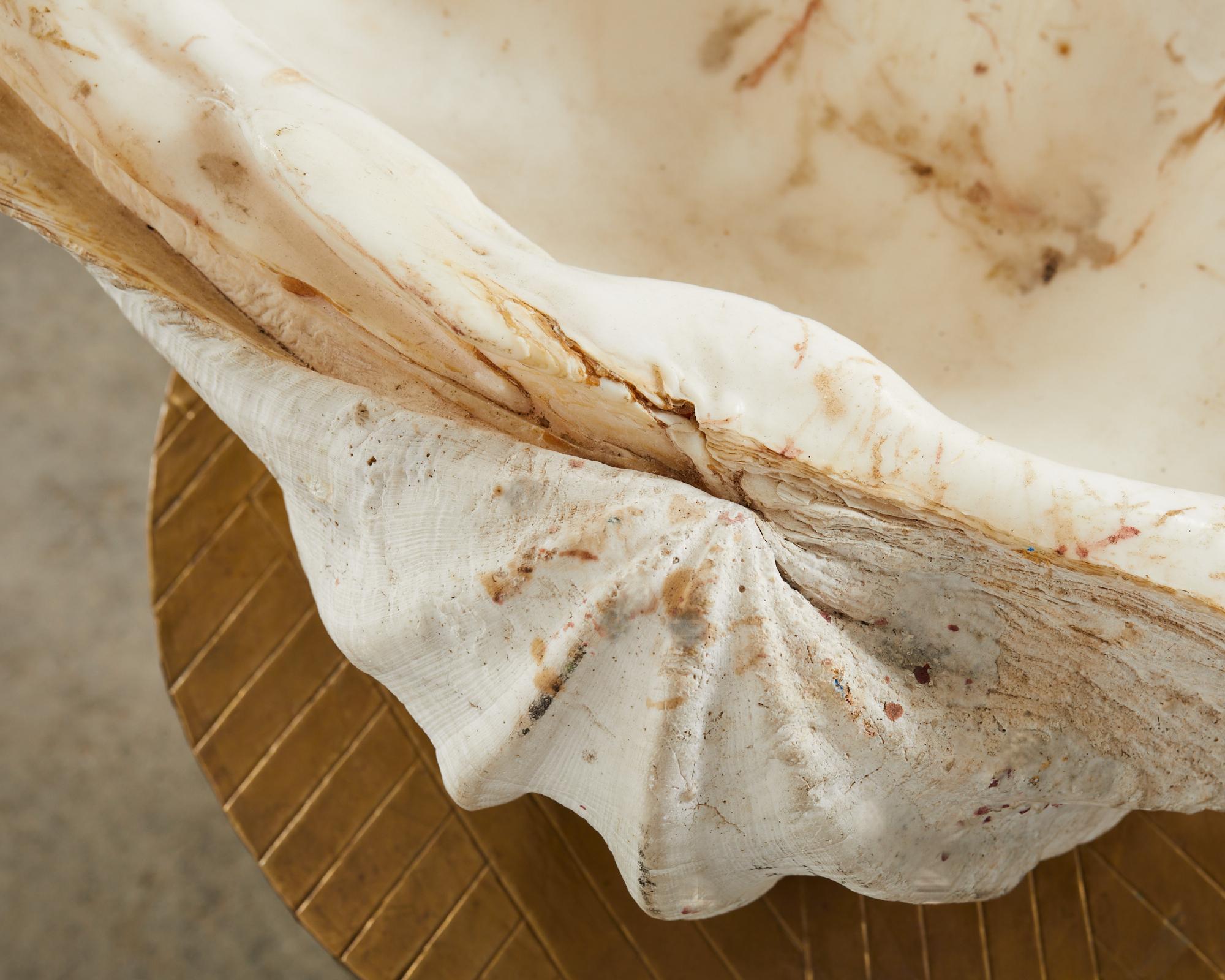 Natural South Pacific Giant Clam Shell Specimen 2