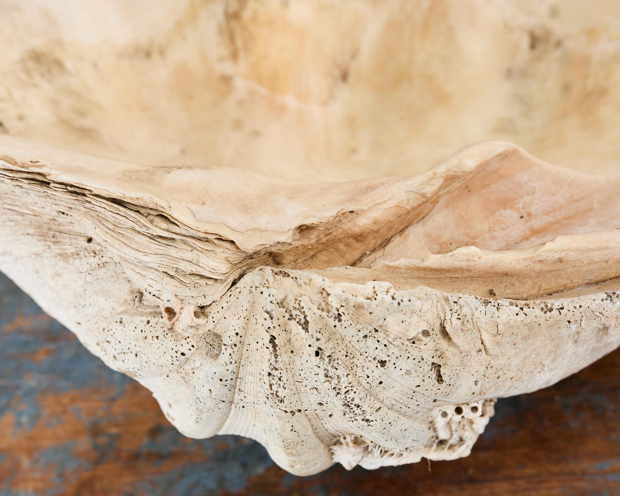 Natural South Pacific Giant Clam Shell Specimen 6
