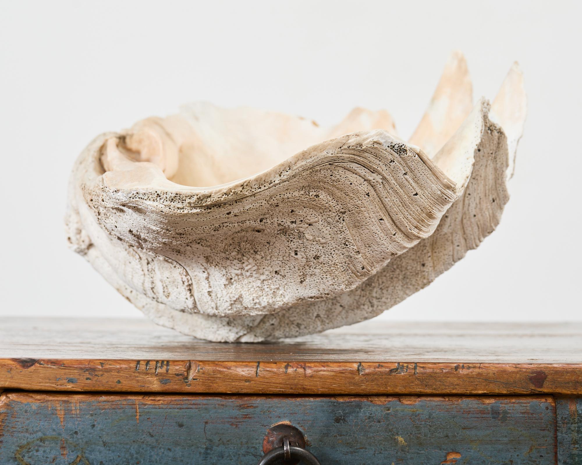 Natural South Pacific Giant Clam Shell Specimen 7