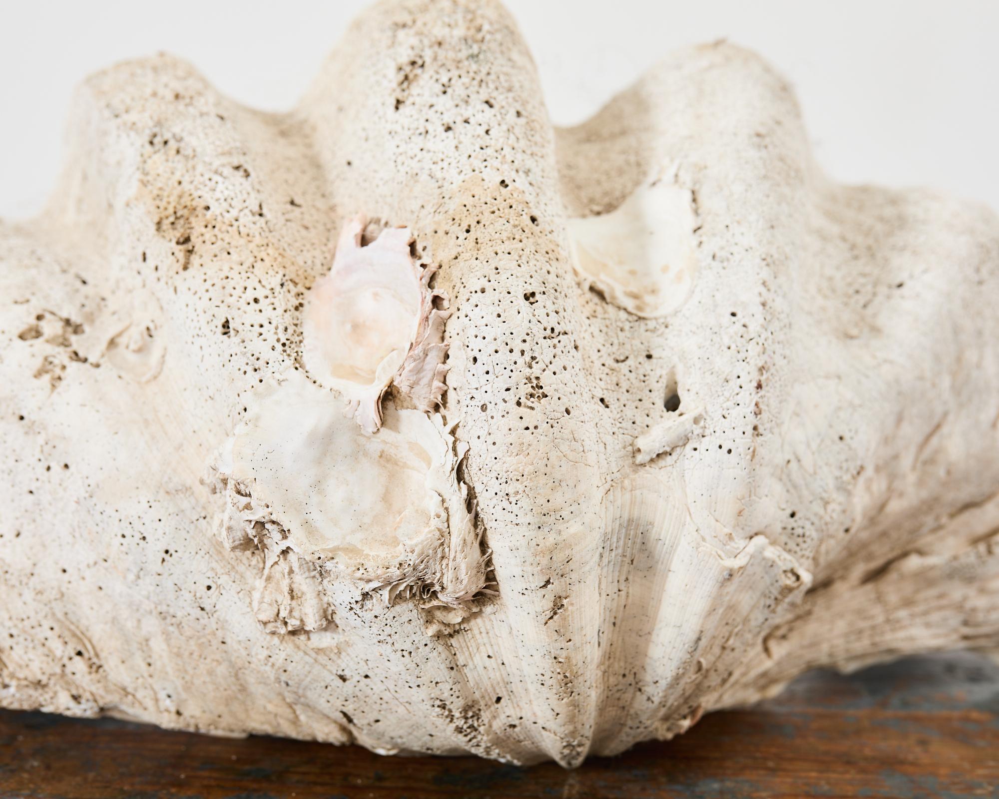 Natural South Pacific Giant Clam Shell Specimen 8
