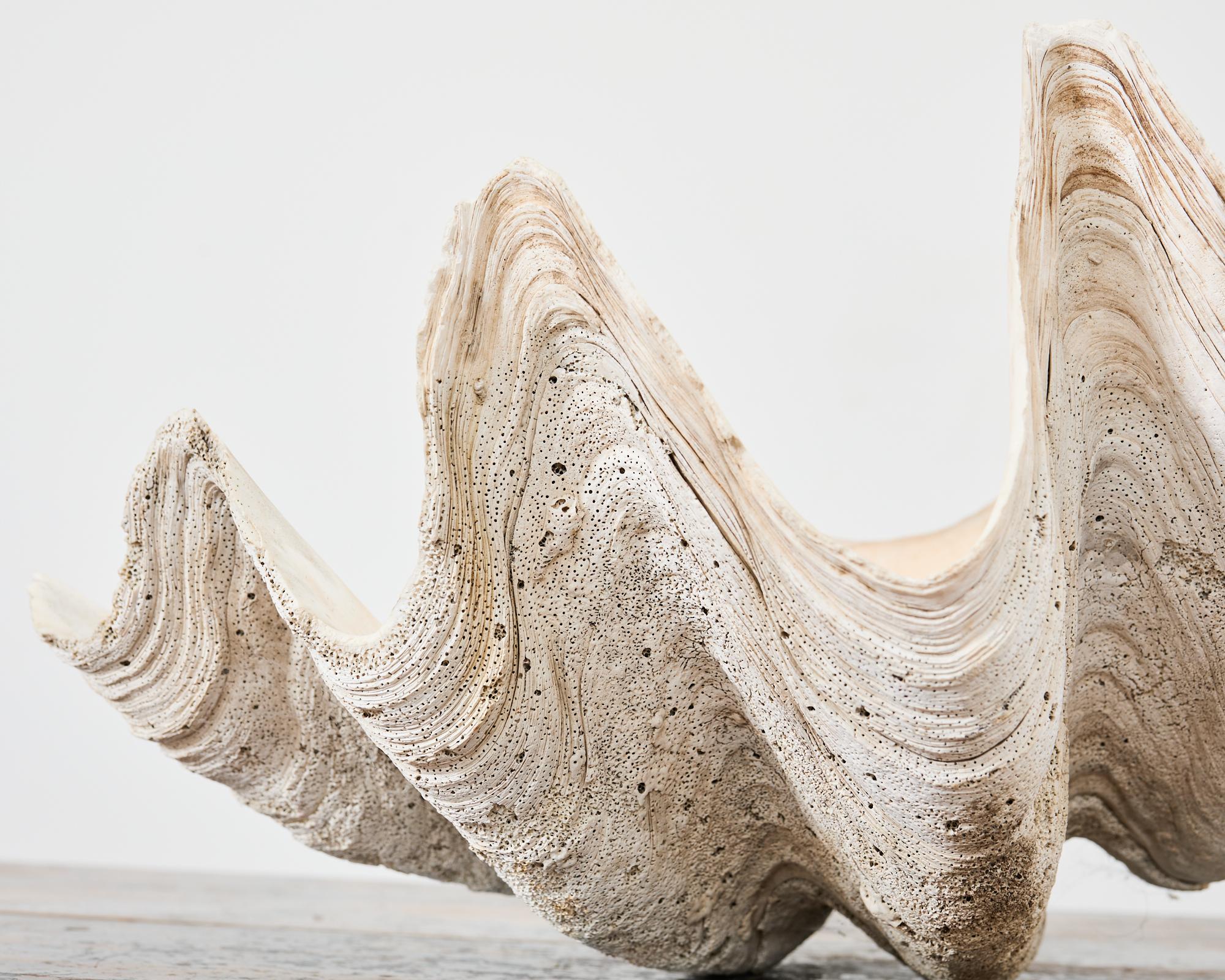 Natural South Pacific Giant Clam Shell Specimen 9