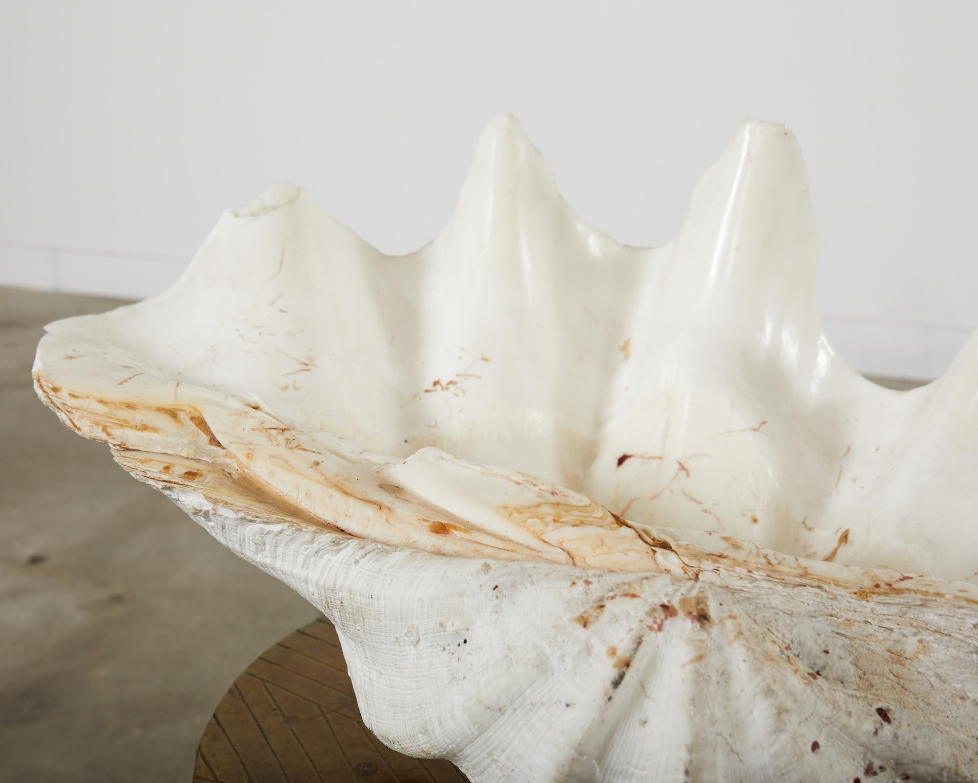 Giant Clam-Muschel-Exemplar aus dem natürlichen Südpazifik im Angebot 7
