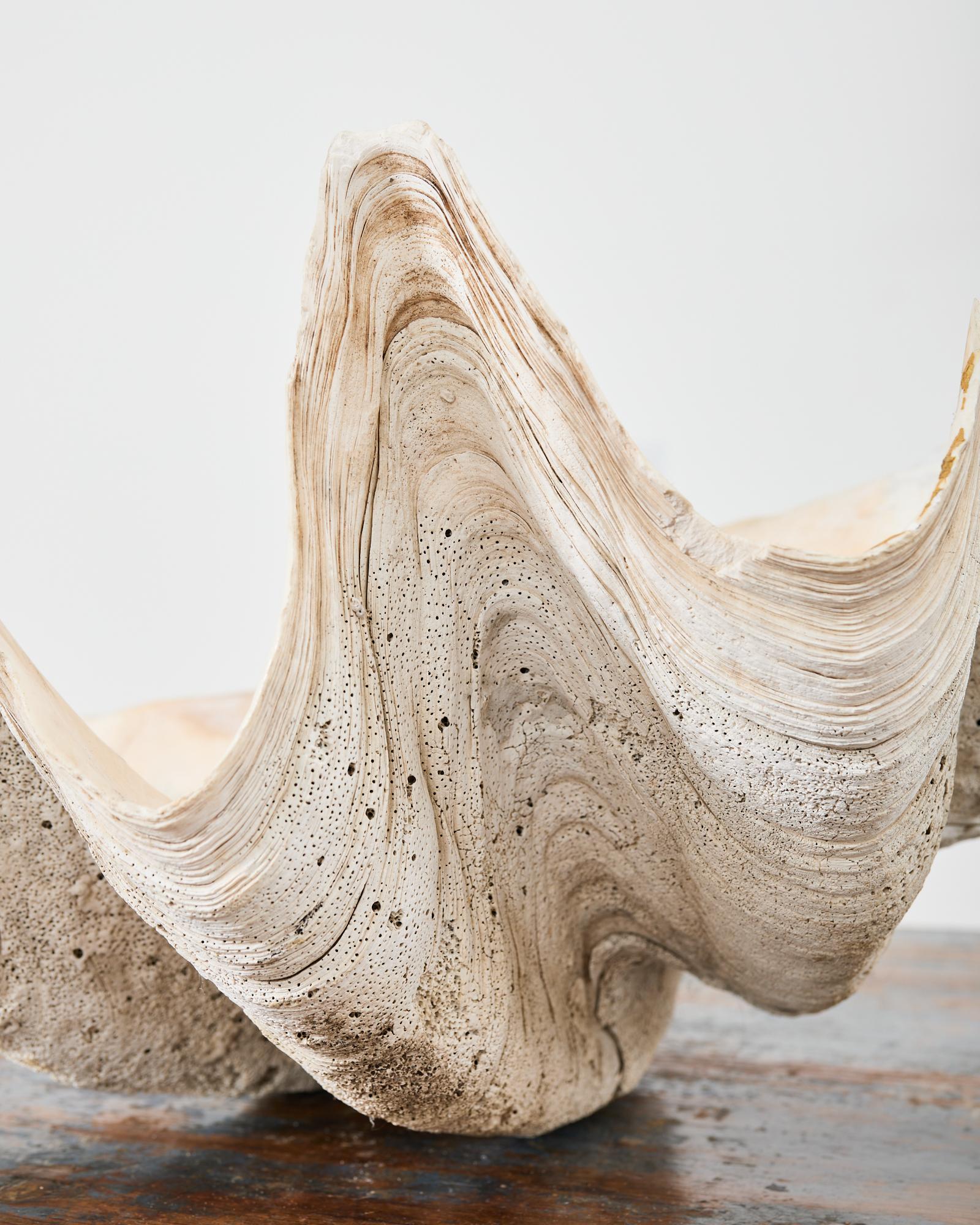 Natural South Pacific Giant Clam Shell Specimen 10