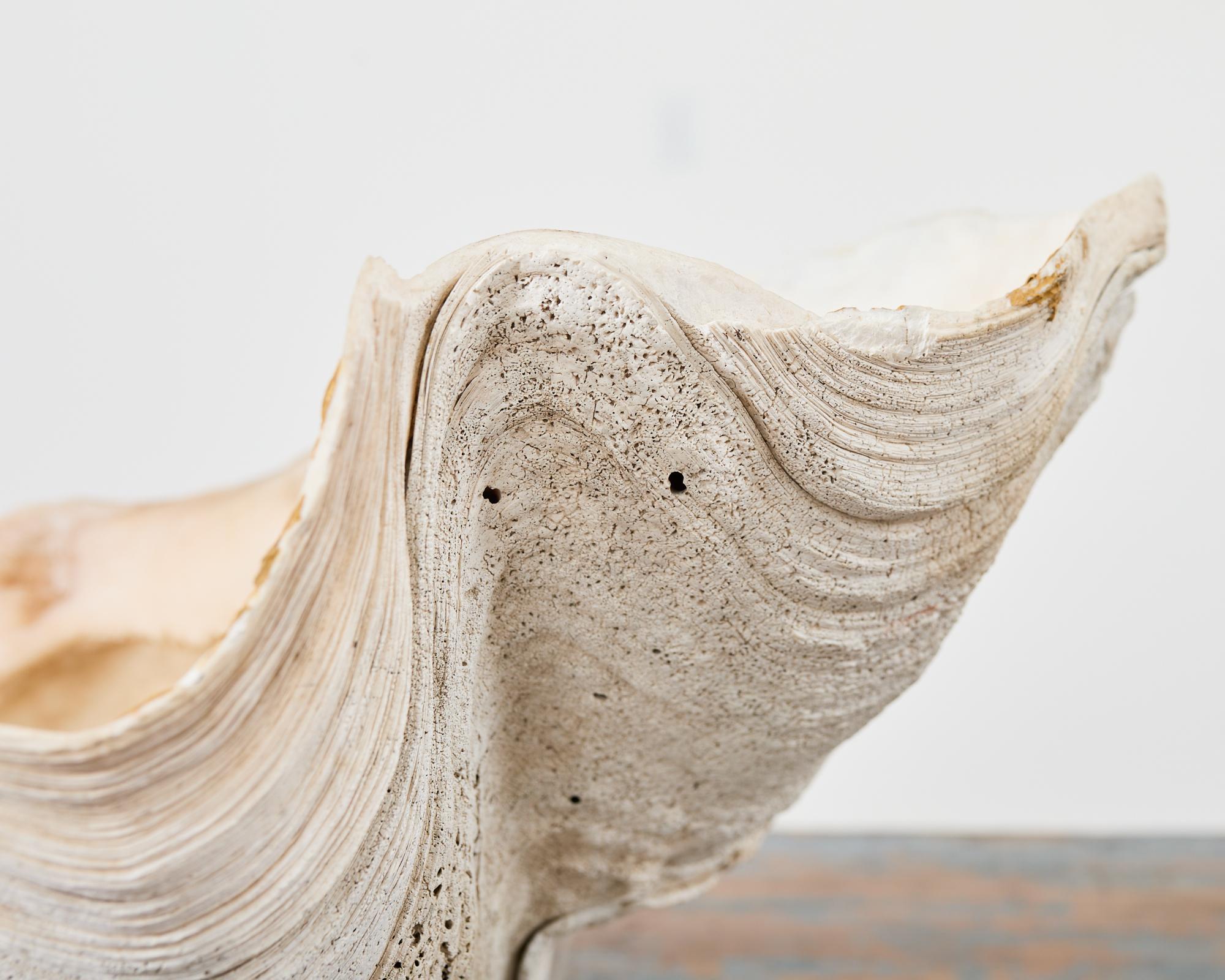Natural South Pacific Giant Clam Shell Specimen 11