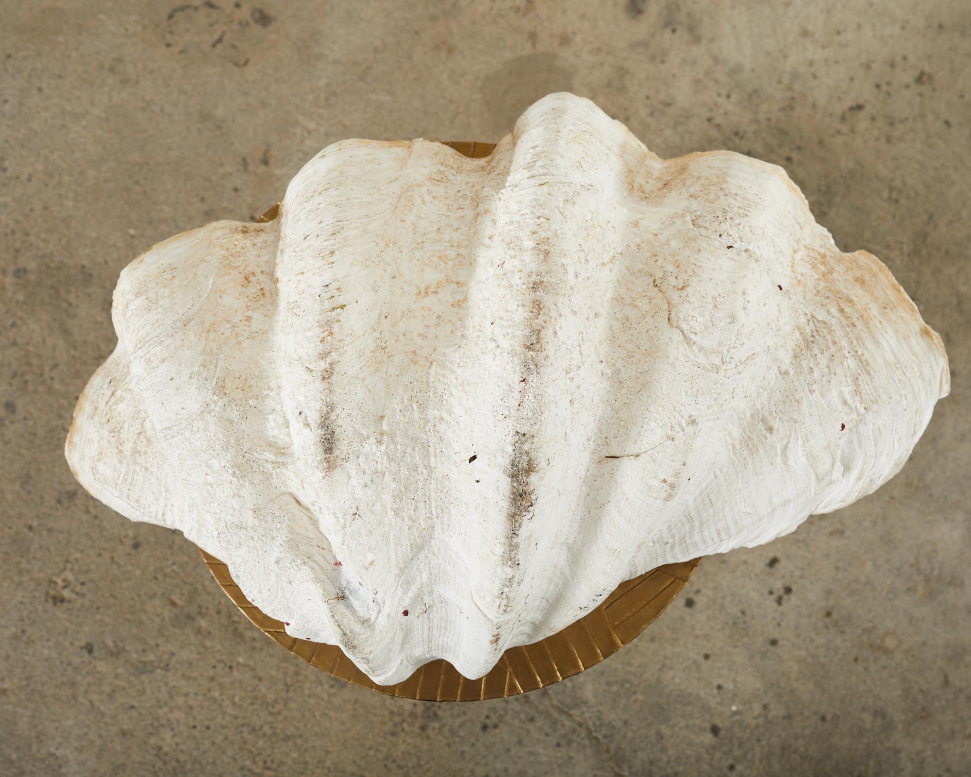 Giant Clam-Muschel-Exemplar aus dem natürlichen Südpazifik im Angebot 9