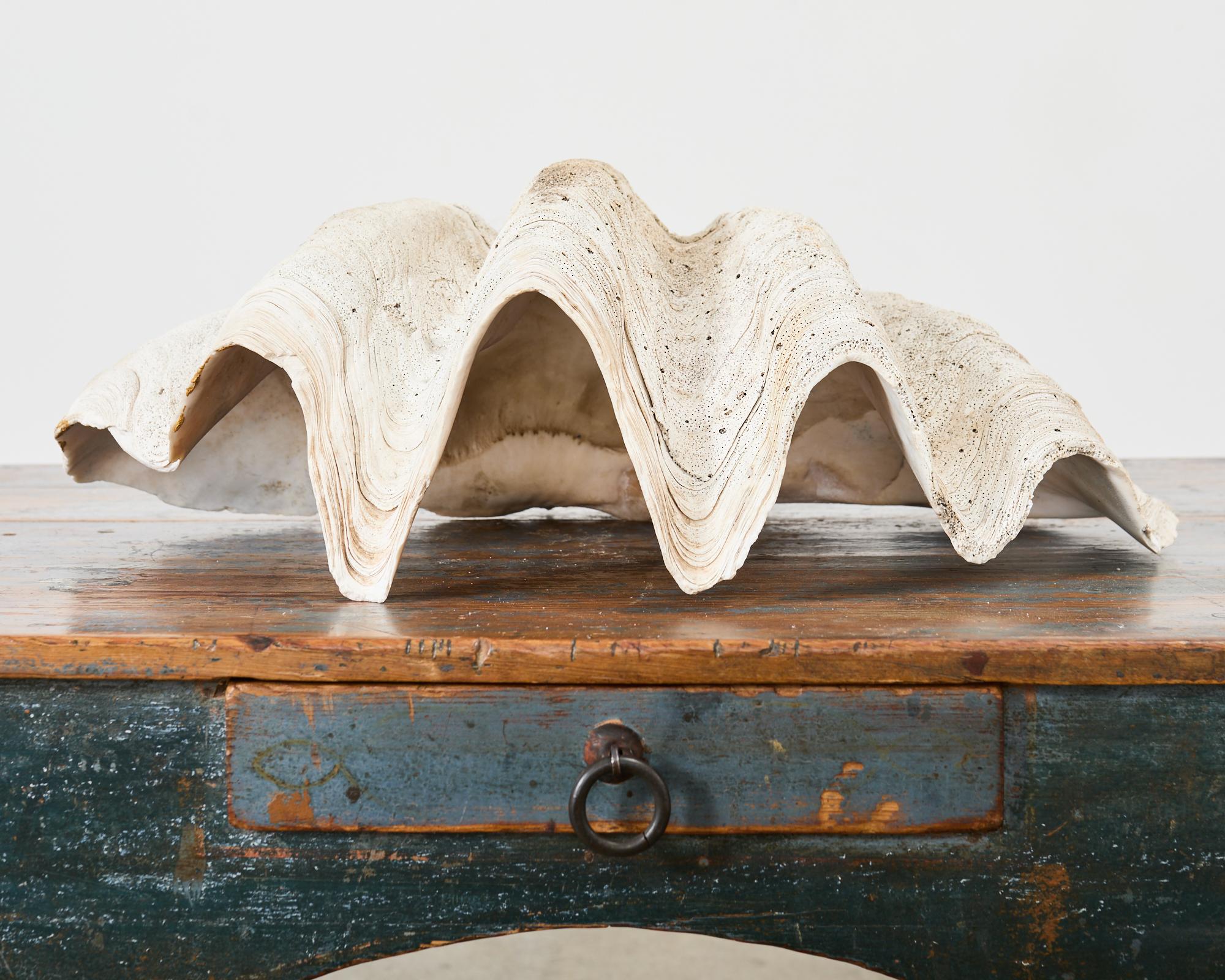 Natural South Pacific Giant Clam Shell Specimen 12