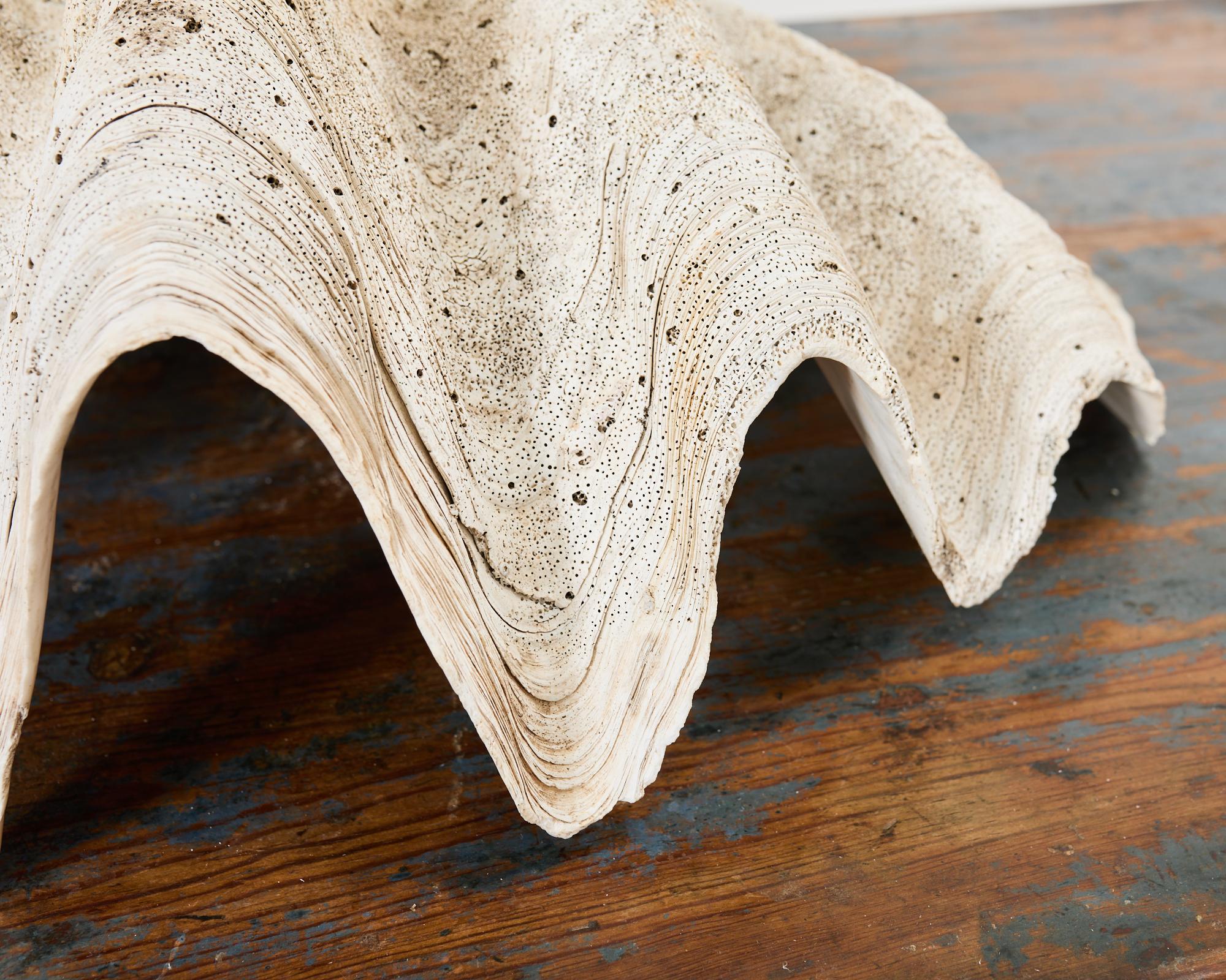 Natural South Pacific Giant Clam Shell Specimen 13