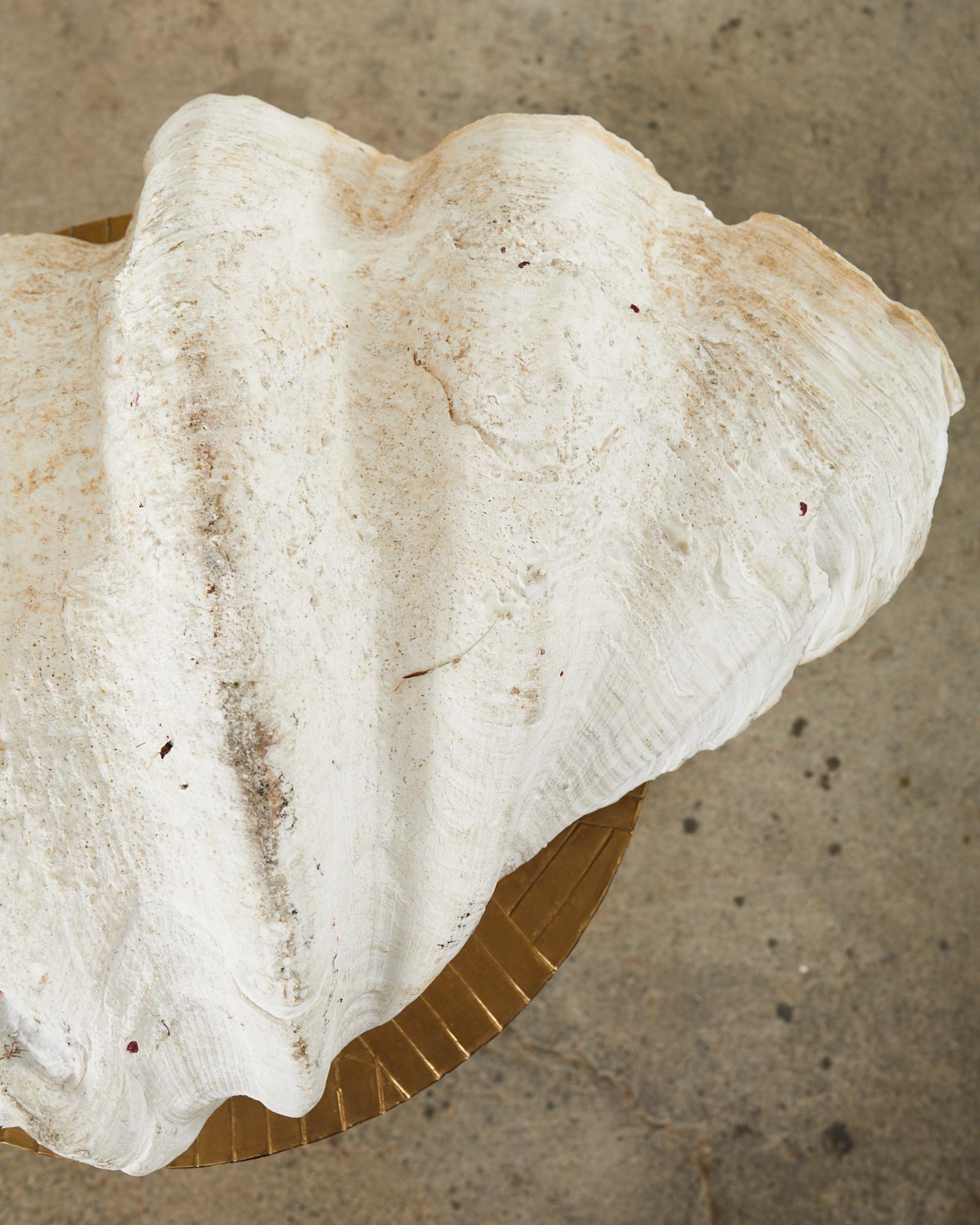 Giant Clam-Muschel-Exemplar aus dem natürlichen Südpazifik im Angebot 11