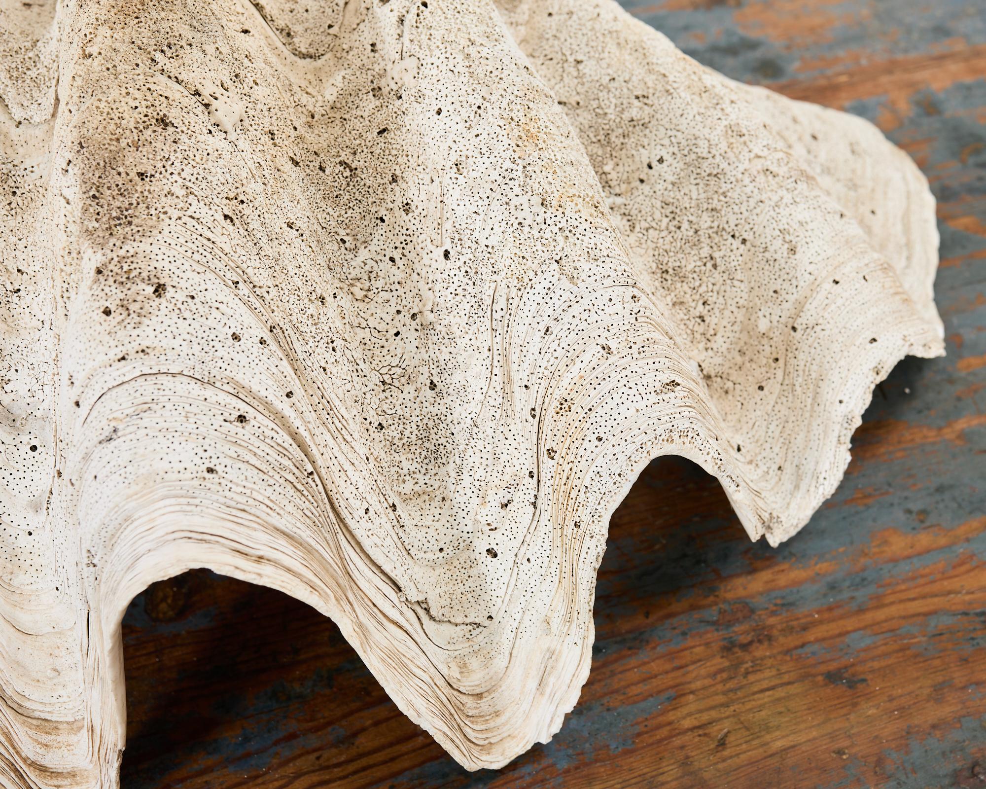 Natural South Pacific Giant Clam Shell Specimen 14