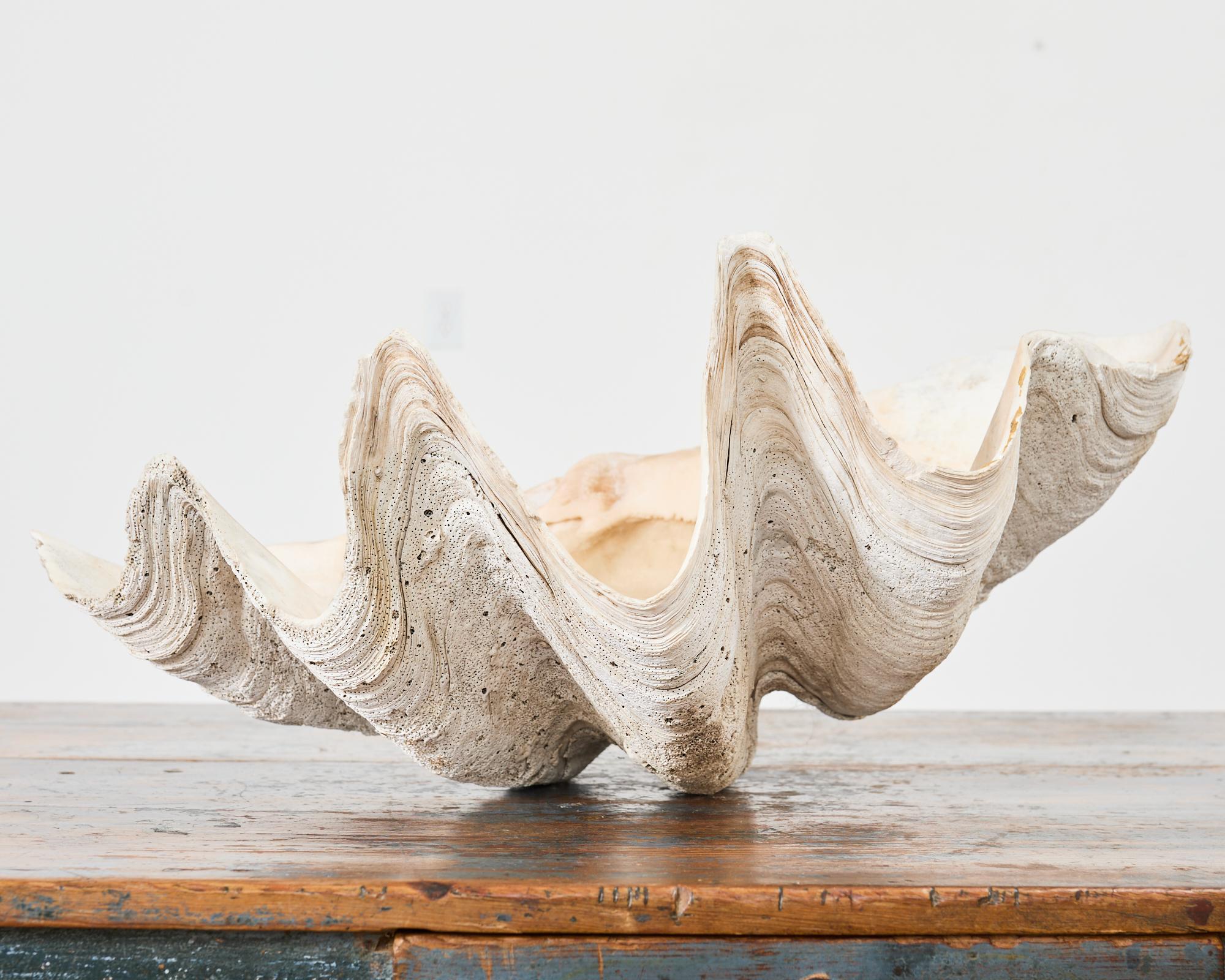 Organic Modern Natural South Pacific Giant Clam Shell Specimen