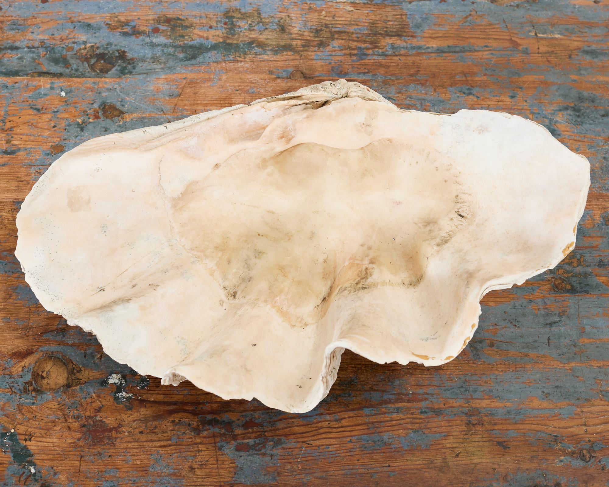 Asian Natural South Pacific Giant Clam Shell Specimen