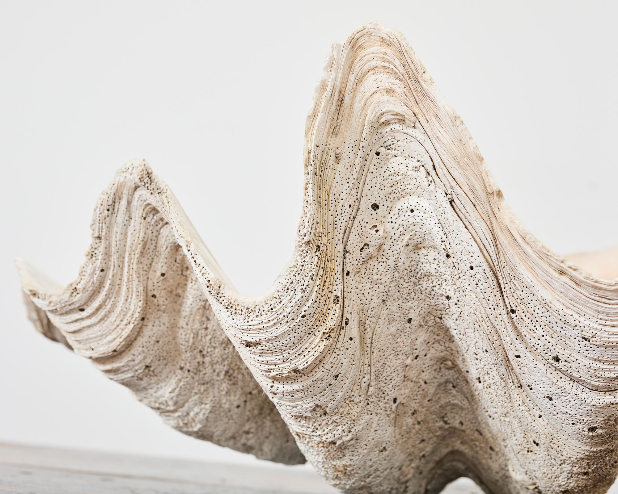 Natural South Pacific Giant Clam Shell Specimen In Good Condition In Rio Vista, CA