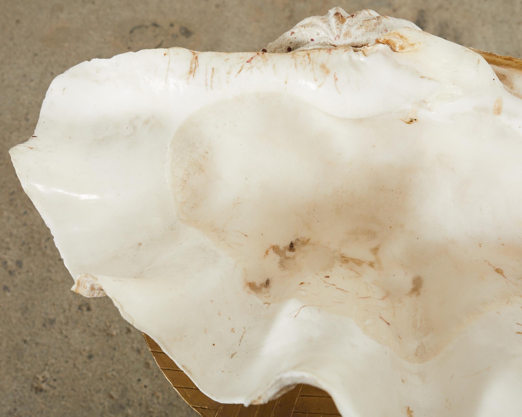 Giant Clam-Muschel-Exemplar aus dem natürlichen Südpazifik (Organische Moderne) im Angebot