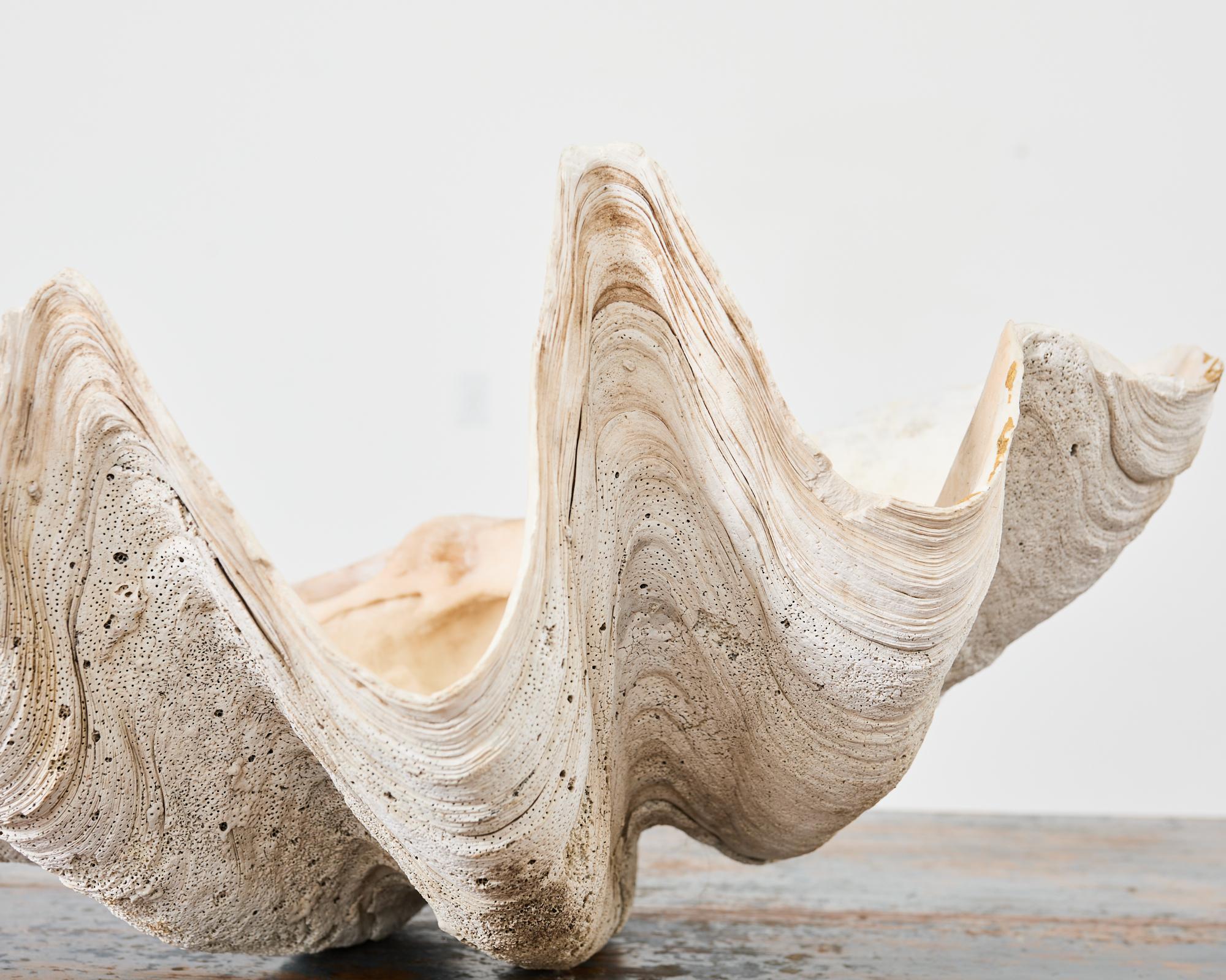 20th Century Natural South Pacific Giant Clam Shell Specimen