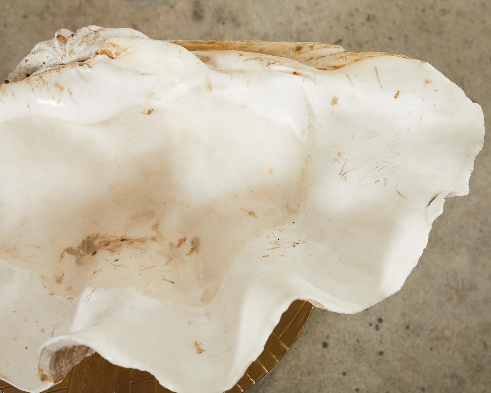 Asiatique Spécimen naturel de coquillage de palourde géant du Pacifique Sud en vente