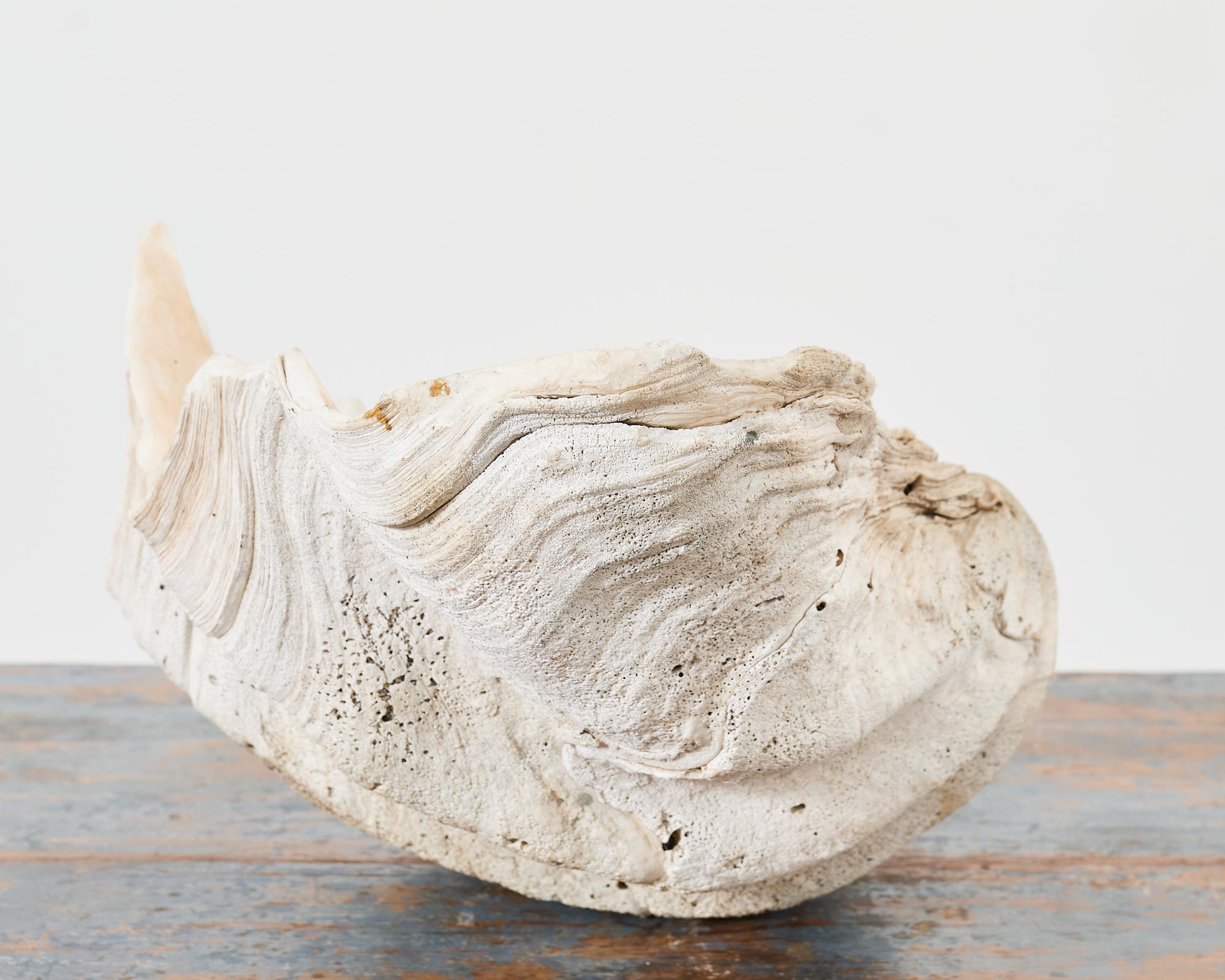 Natural South Pacific Giant Clam Shell Specimen 1