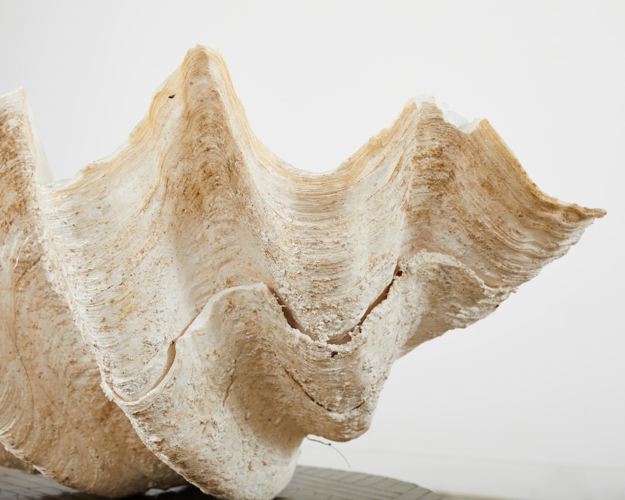 Natural South Pacific Giant Clam Shell Specimen In Good Condition For Sale In Rio Vista, CA