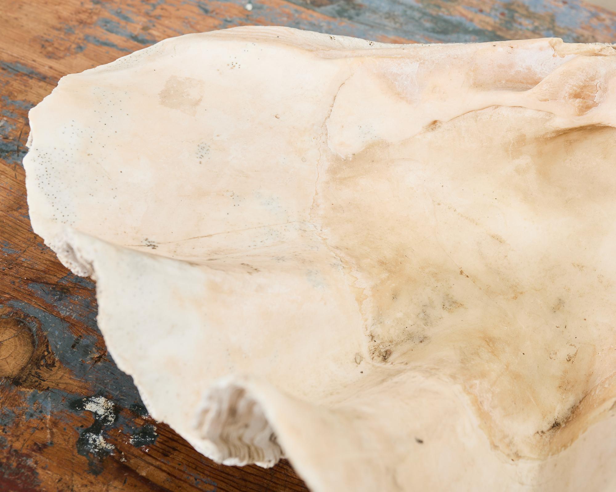 Natural South Pacific Giant Clam Shell Specimen 2