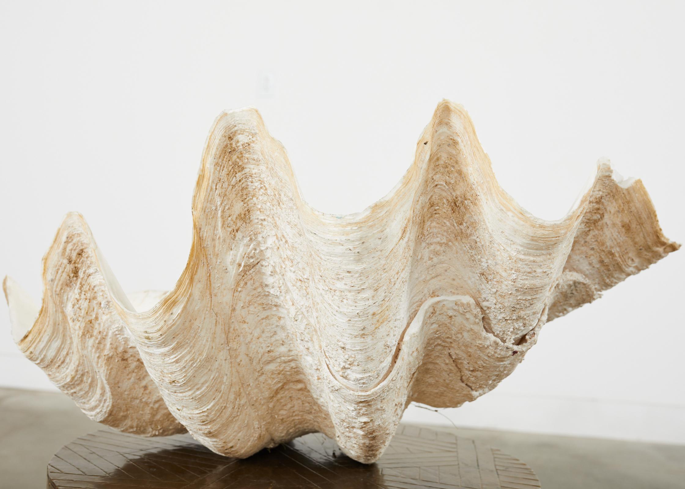 20th Century Natural South Pacific Giant Clam Shell Specimen For Sale