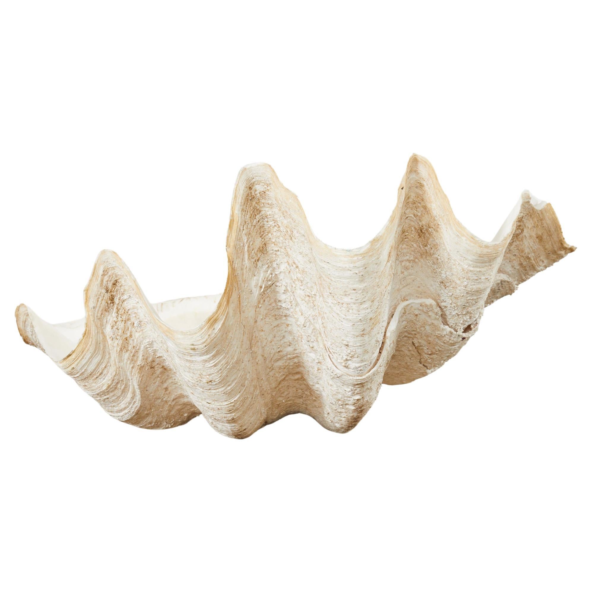 Giant Clam-Muschel-Exemplar aus dem natürlichen Südpazifik im Angebot