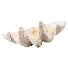 Natural South Pacific Giant Clam Shell Specimen