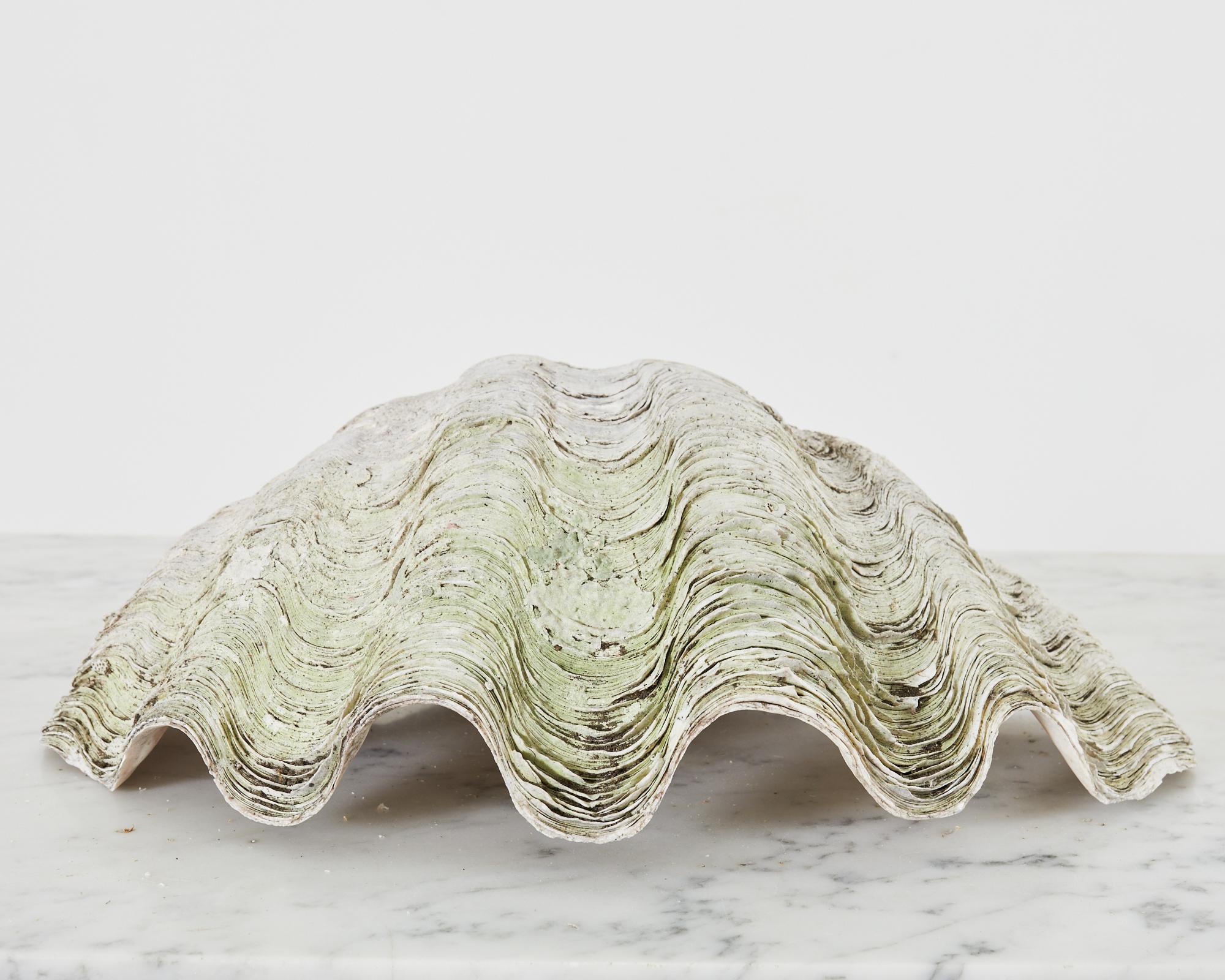 Natural South Pacific Ocean Giant Clam Shell For Sale 8