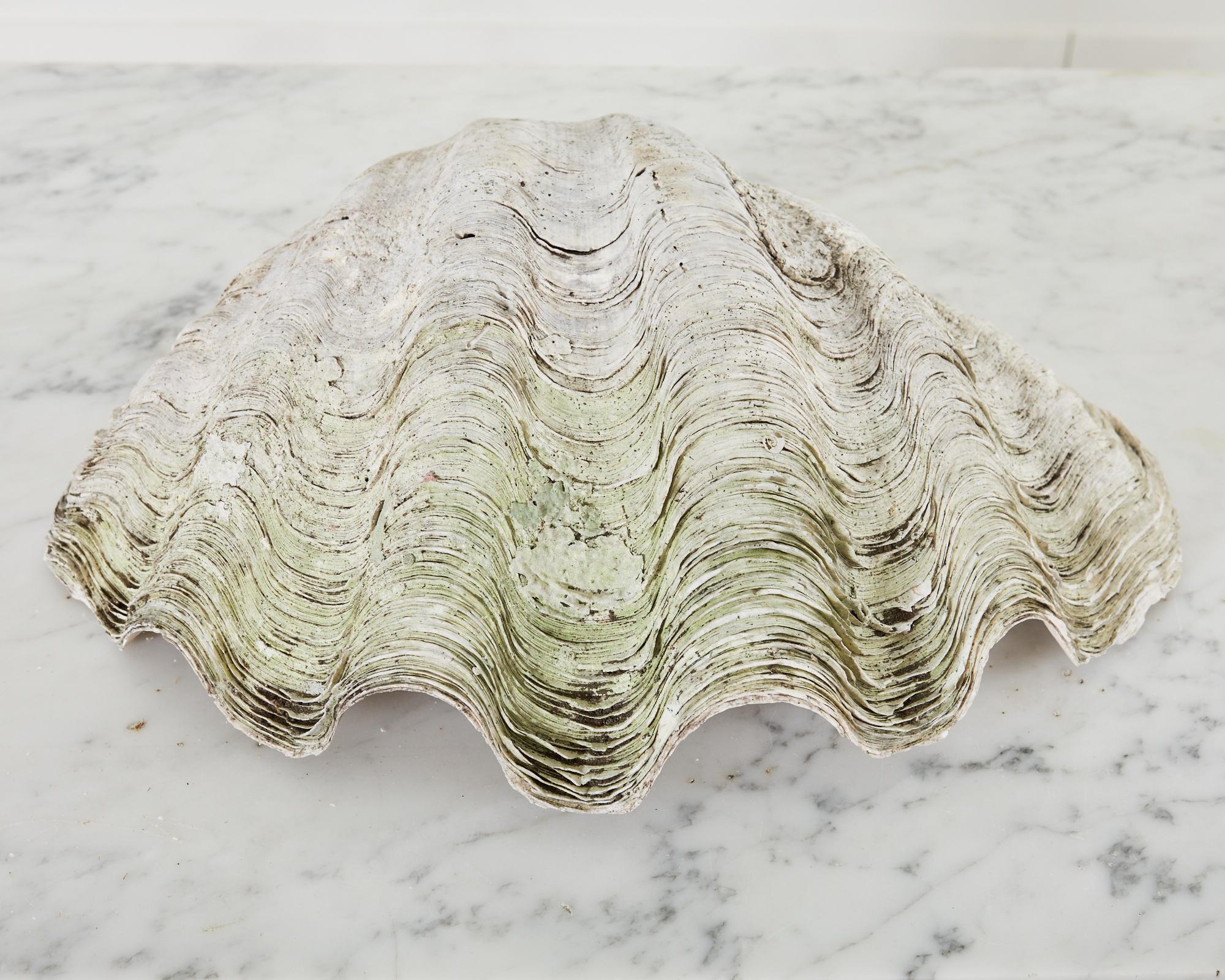 Natural South Pacific Ocean Giant Clam Shell For Sale 9