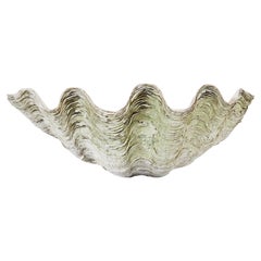 Retro Natural South Pacific Ocean Giant Clam Shell