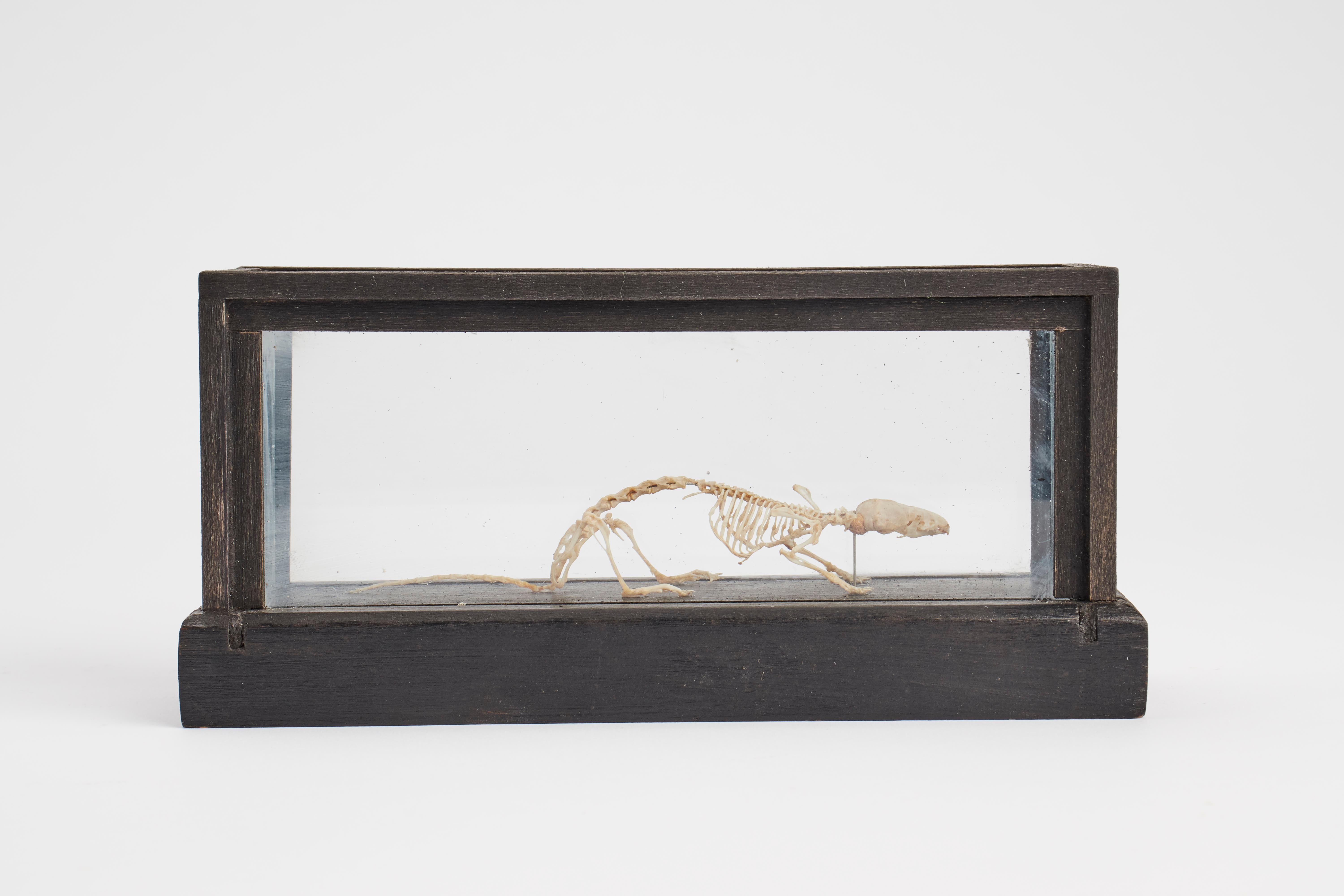 A natural specimen of a mouse Sorex Araneus Common Shrews skeleton for Wunderkammer. The specimen is mounted inside a wooden and glass case on an oak wooden base. London, circa 1890.