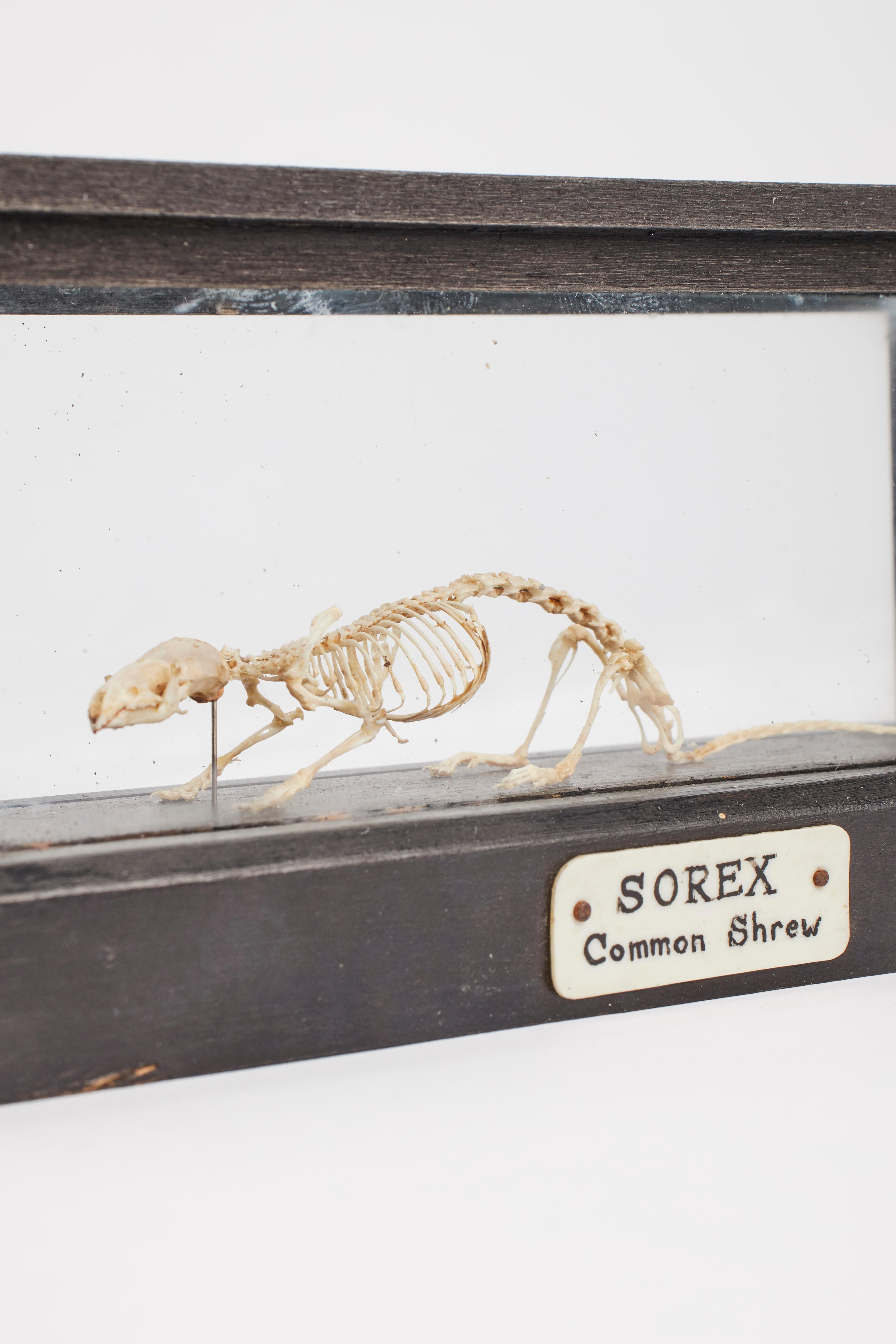 Natural Specimen, a Mouse Skeleton, London, 1890 In Excellent Condition In Milan, IT