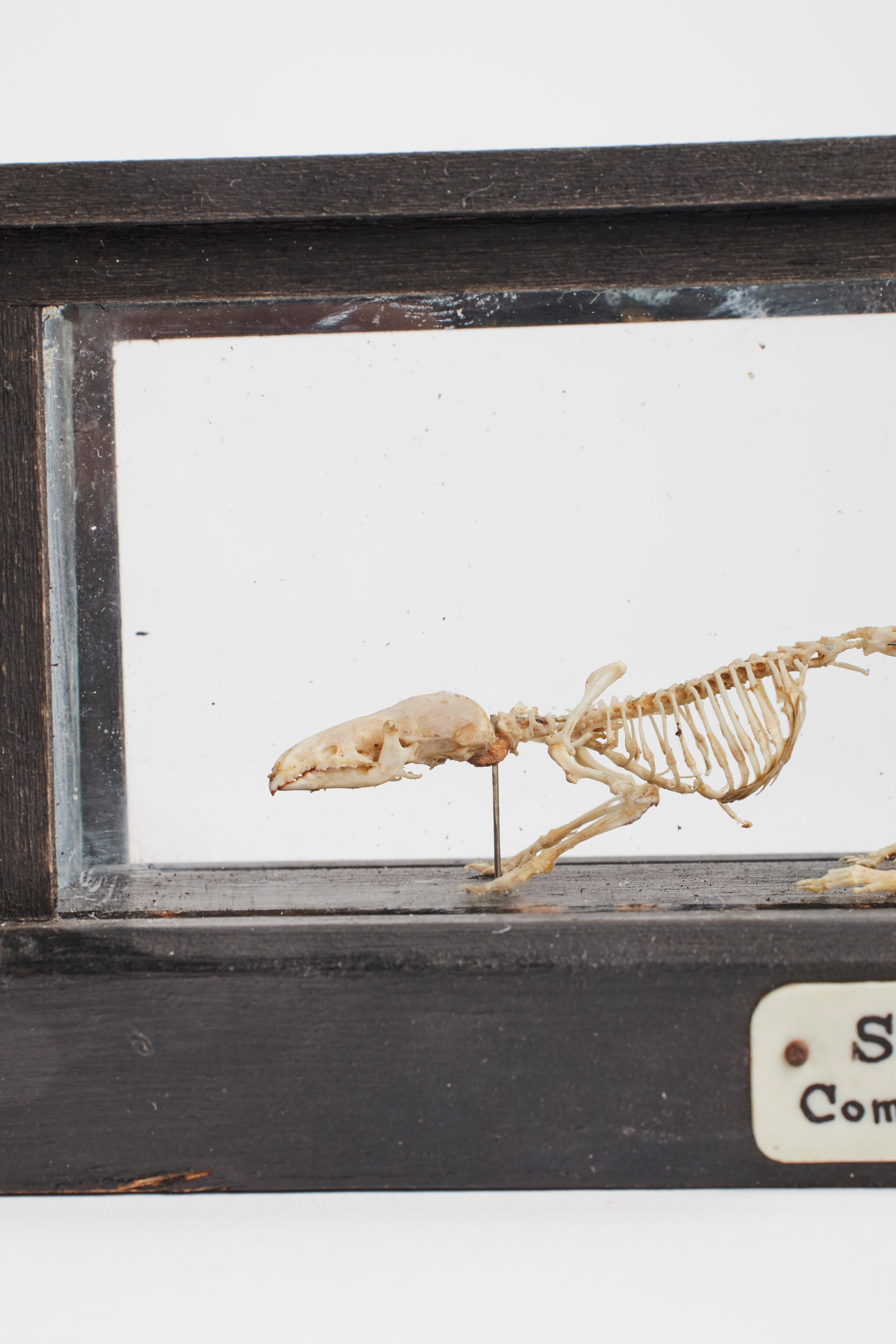 Late 19th Century Natural Specimen, a Mouse Skeleton, London, 1890