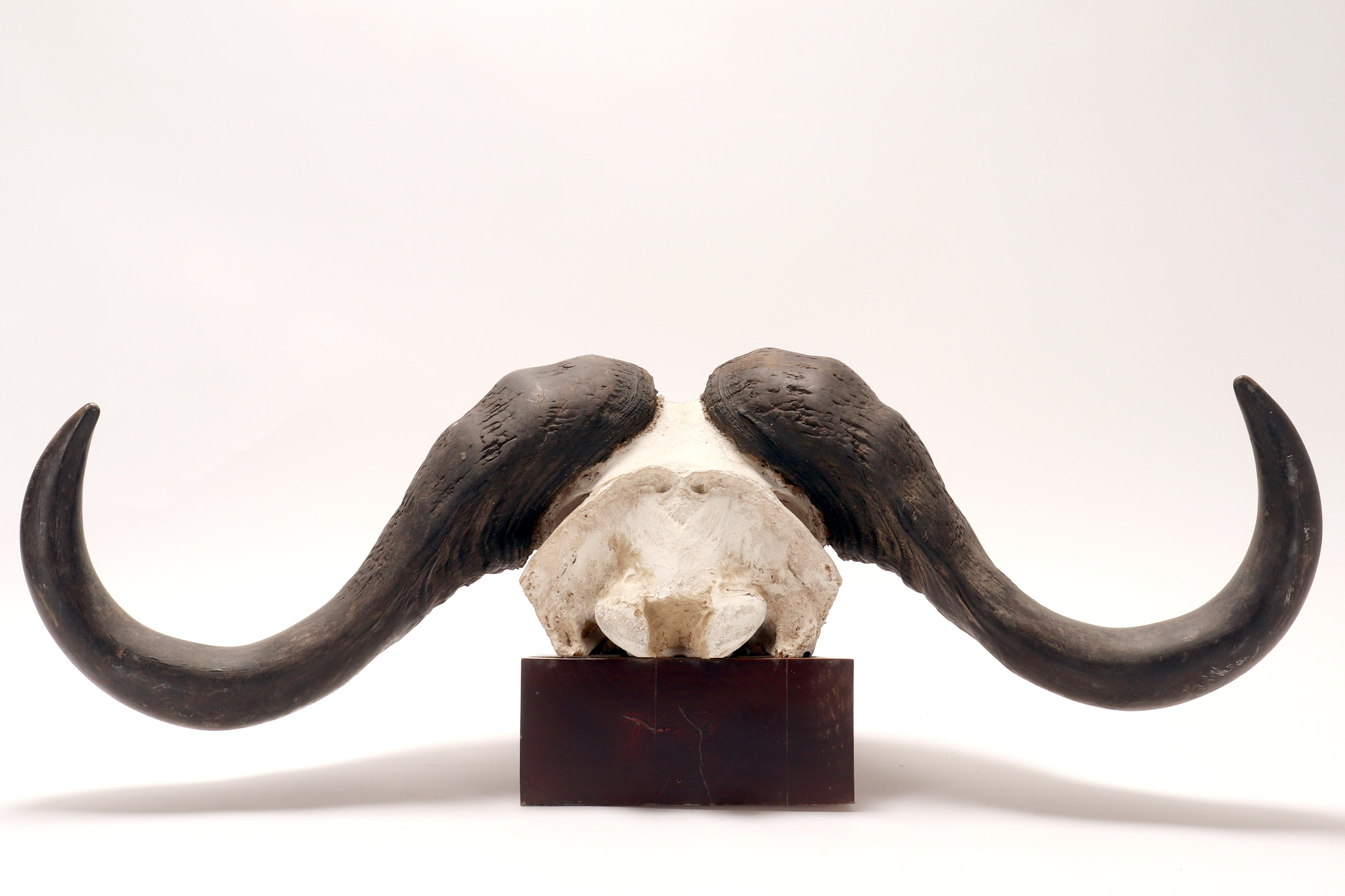 Natural specimen: a trophy of a bufalo skull, Africa 1890. For Sale 4