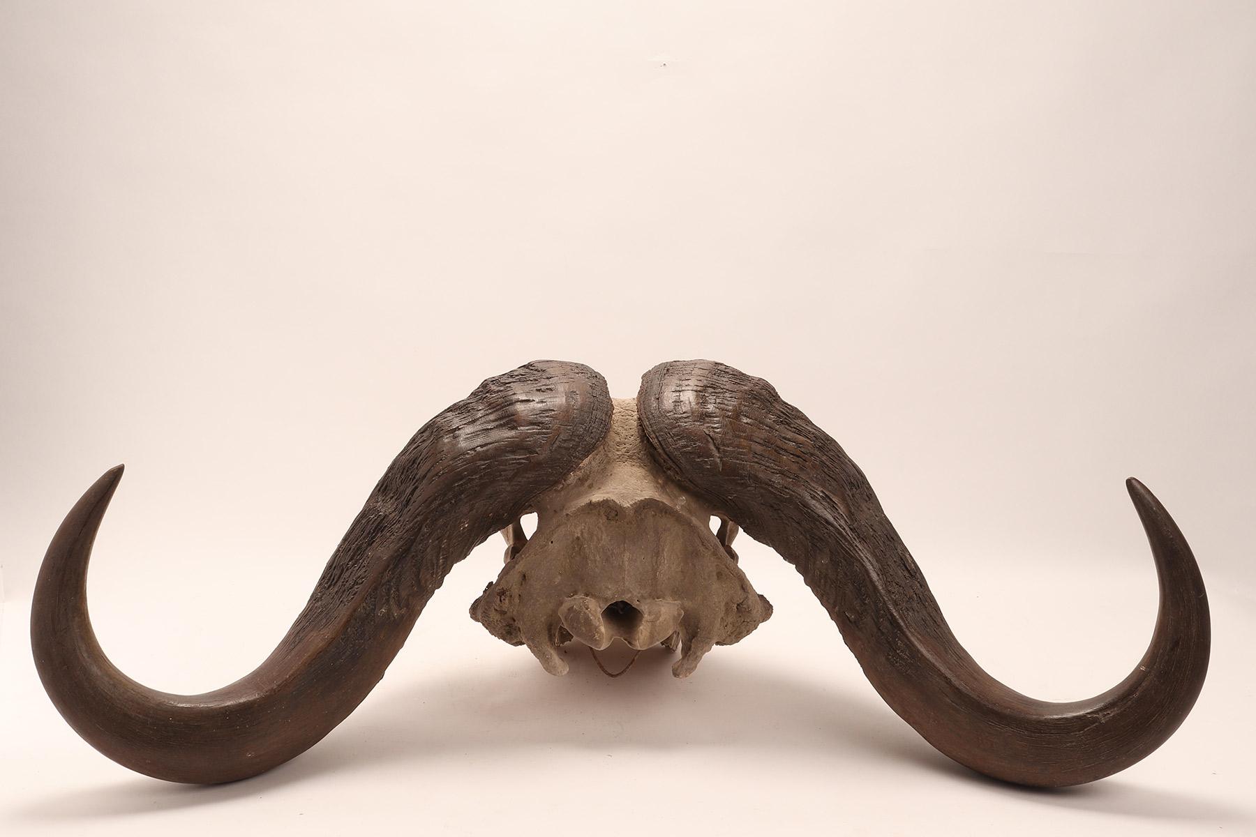 Natural Specimen a Trophy of a Bufalo Skull, Africa, 1890 5