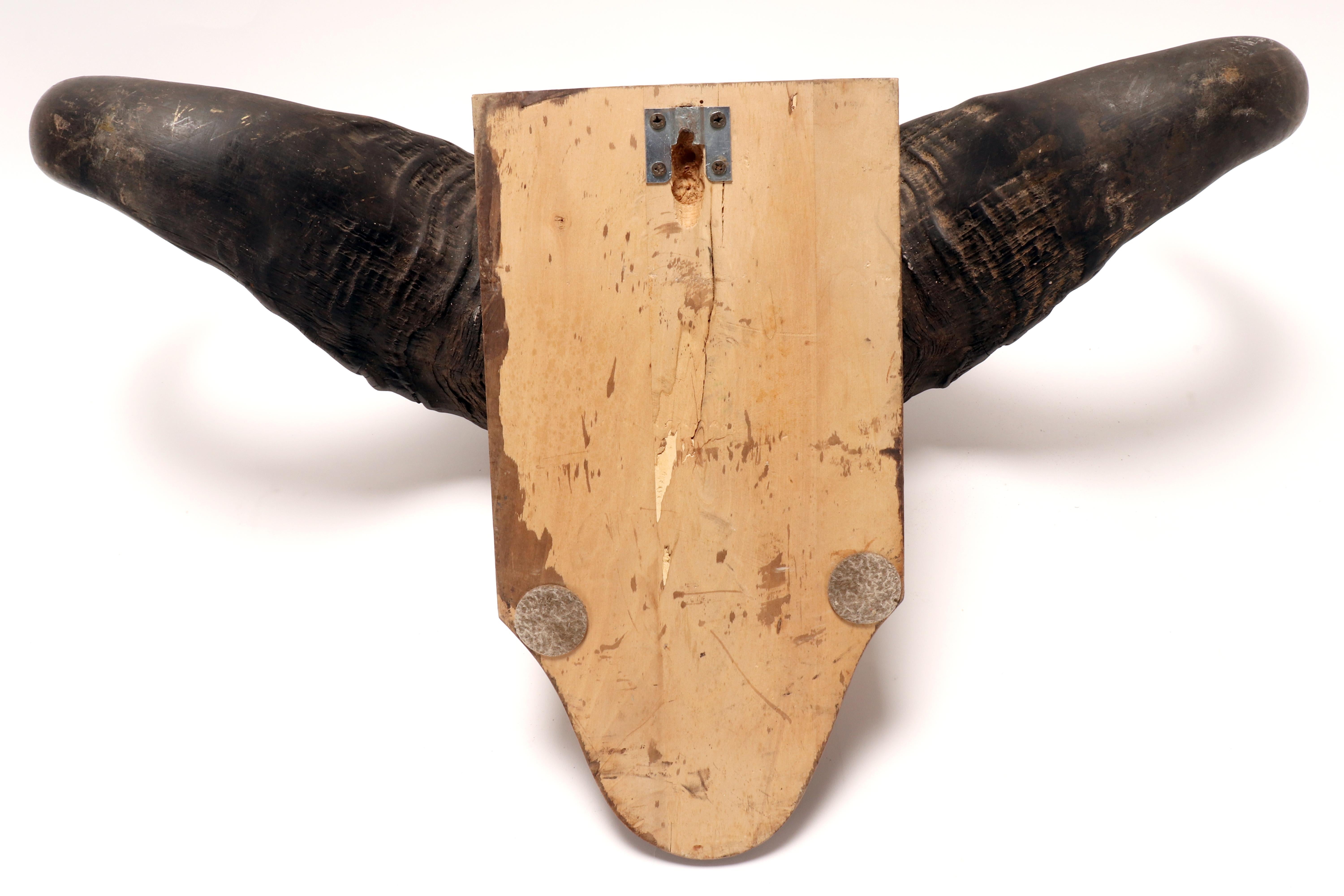 Natural specimen: a trophy of a bufalo skull, Africa 1890. For Sale 5