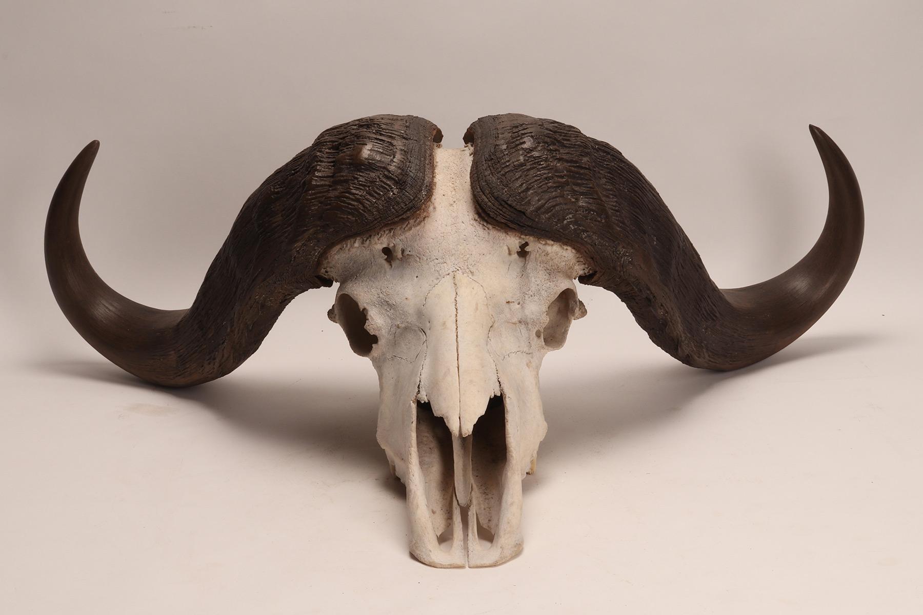 Natural Specimen a Trophy of a Bufalo Skull, Africa, 1890 6
