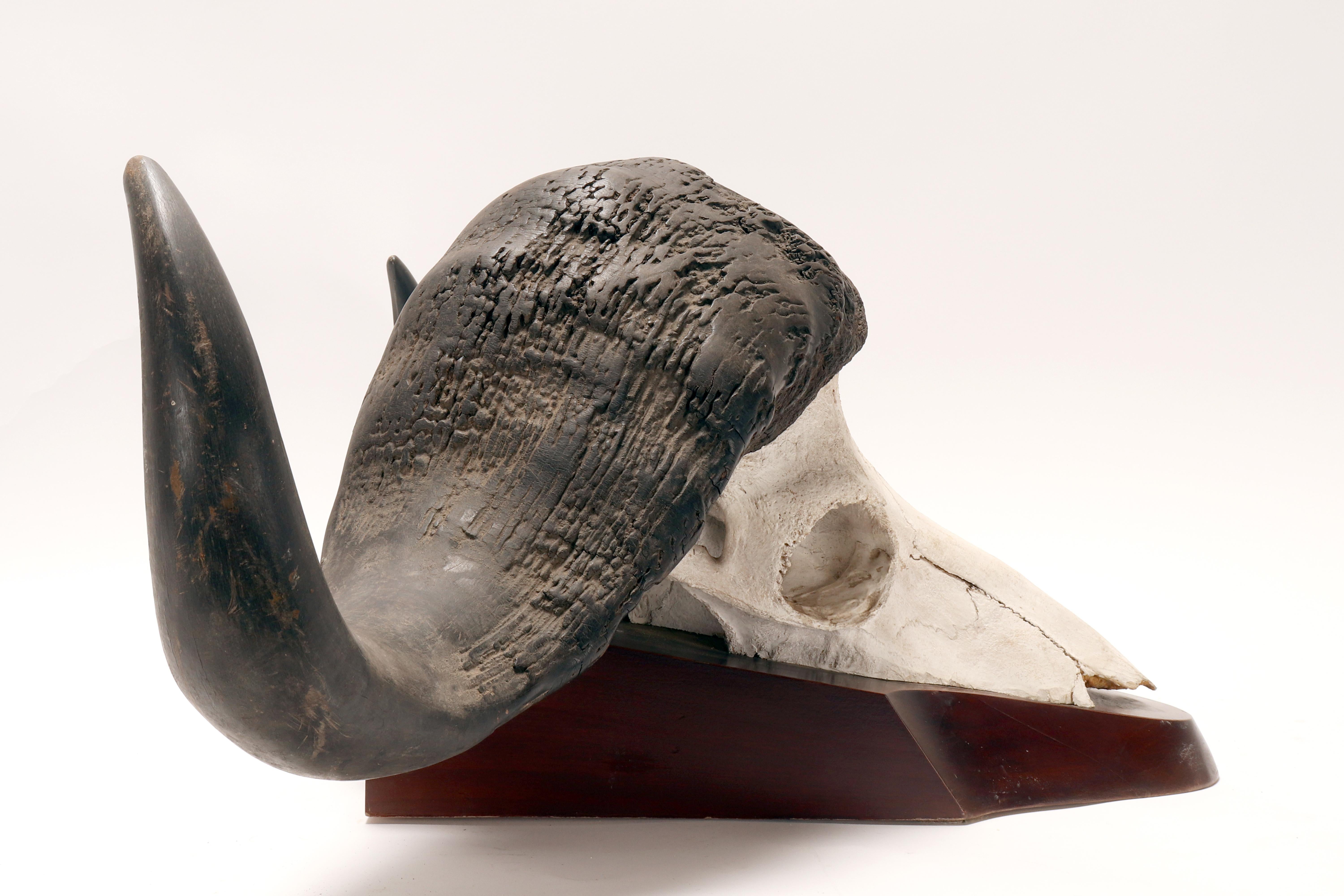 Natural specimen: a trophy of a bufalo skull, Africa 1890. For Sale 6