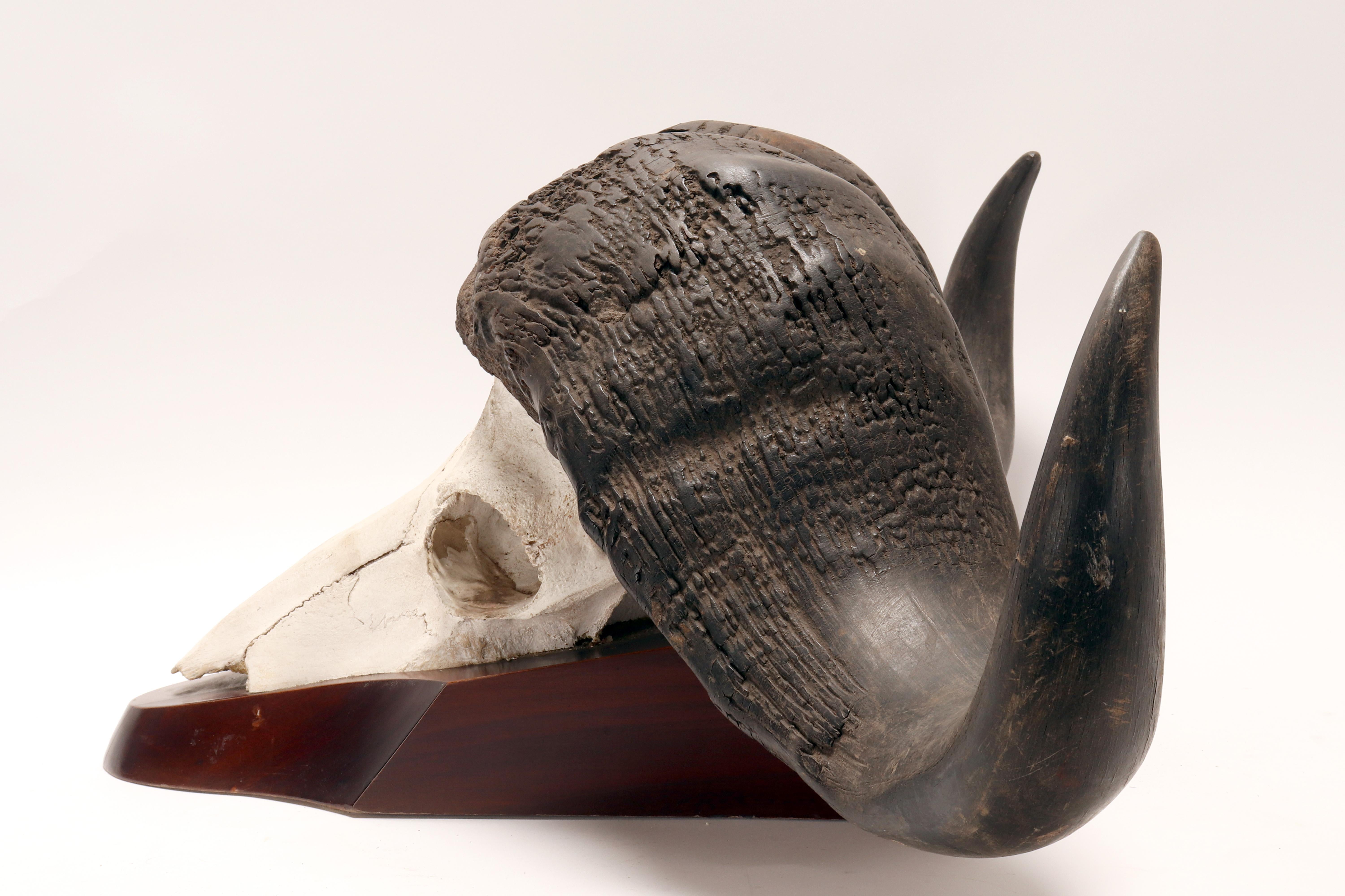 Natural specimen: a trophy of a bufalo skull, Africa 1890. For Sale 7