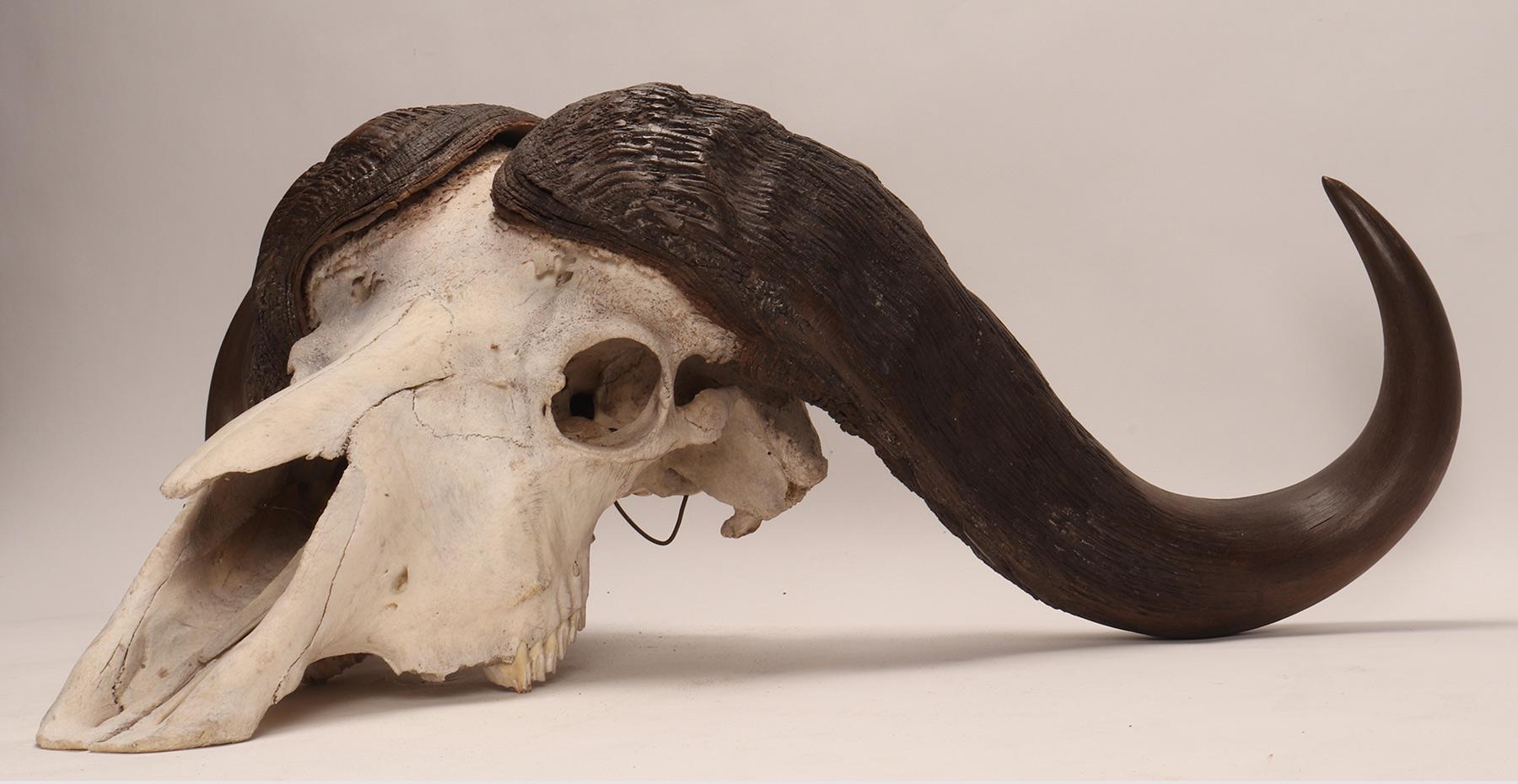 Natural Specimen a Trophy of a Bufalo Skull, Africa, 1890 9