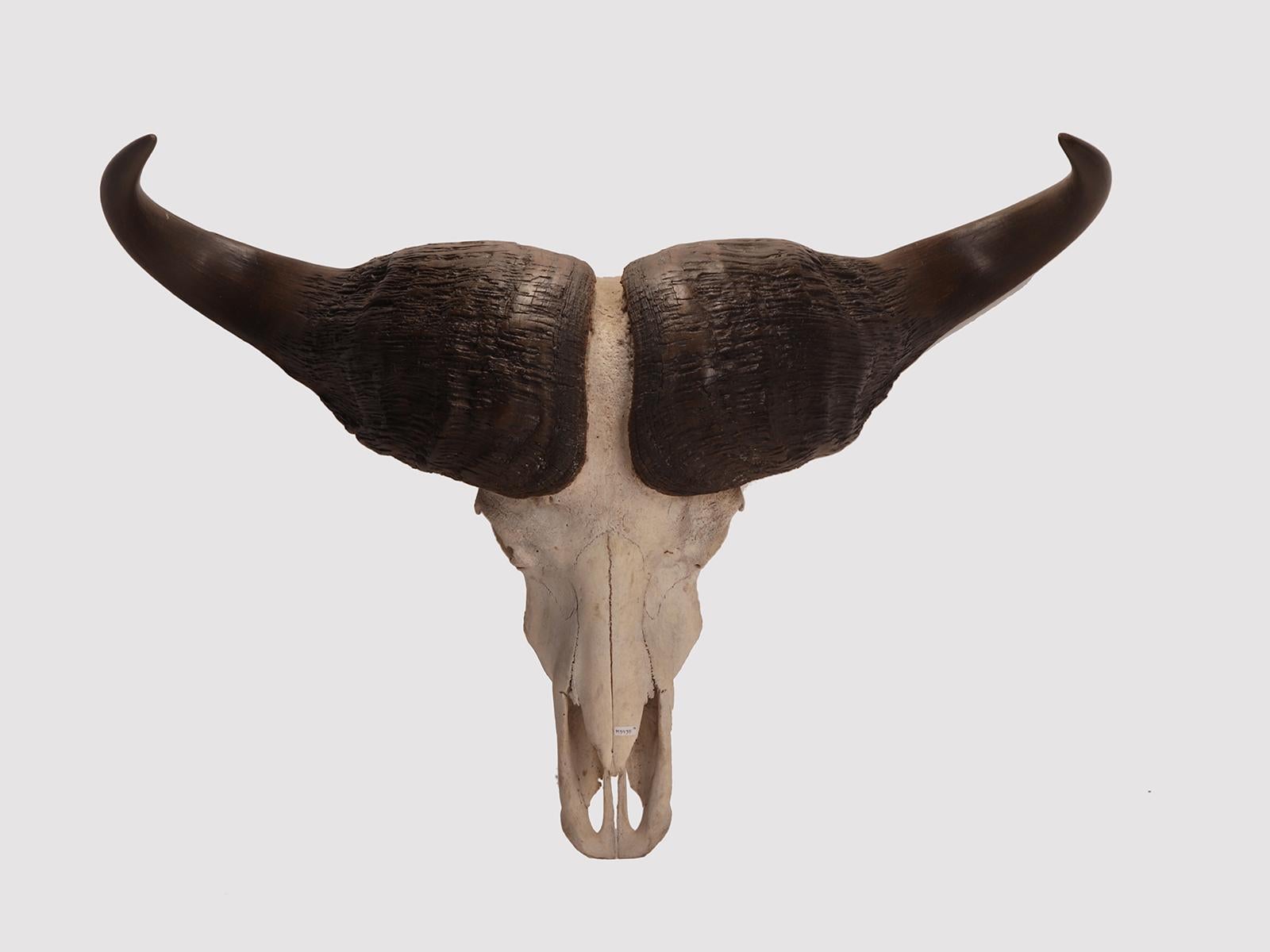 A natural specimen of a trophy of an African bufalo skull with horns for Wunderkammer, bufalo Cafro, black bufalo from Cap, (Sincerus Caffer (Sparrman, 1779)). Sub-Saharian Africa, circa 1890.