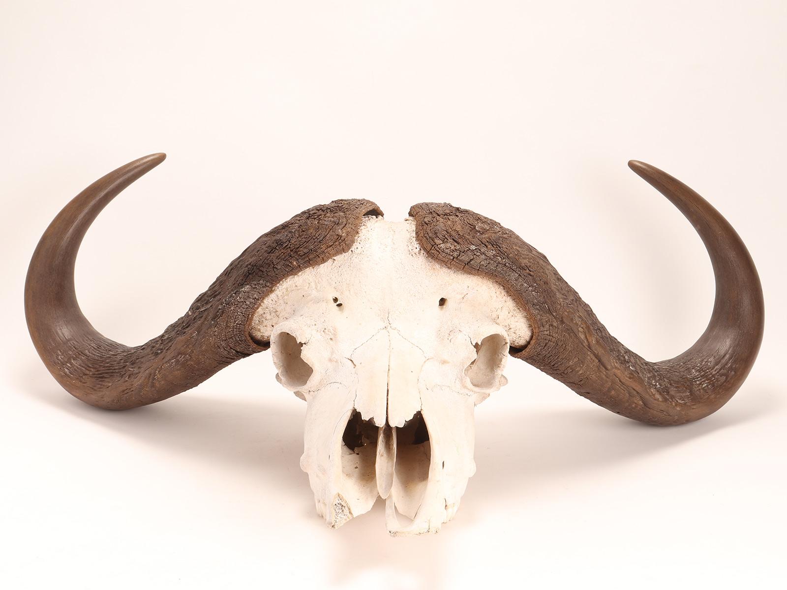 A natural specimen of a trophy of an African bufalo skull with horns for Wunderkammer, bufalo Cafro, black bufalo from Cap, (Sincerus Caffer (Sparrman, 1779)). Sub-Saharian Africa, circa 1890.